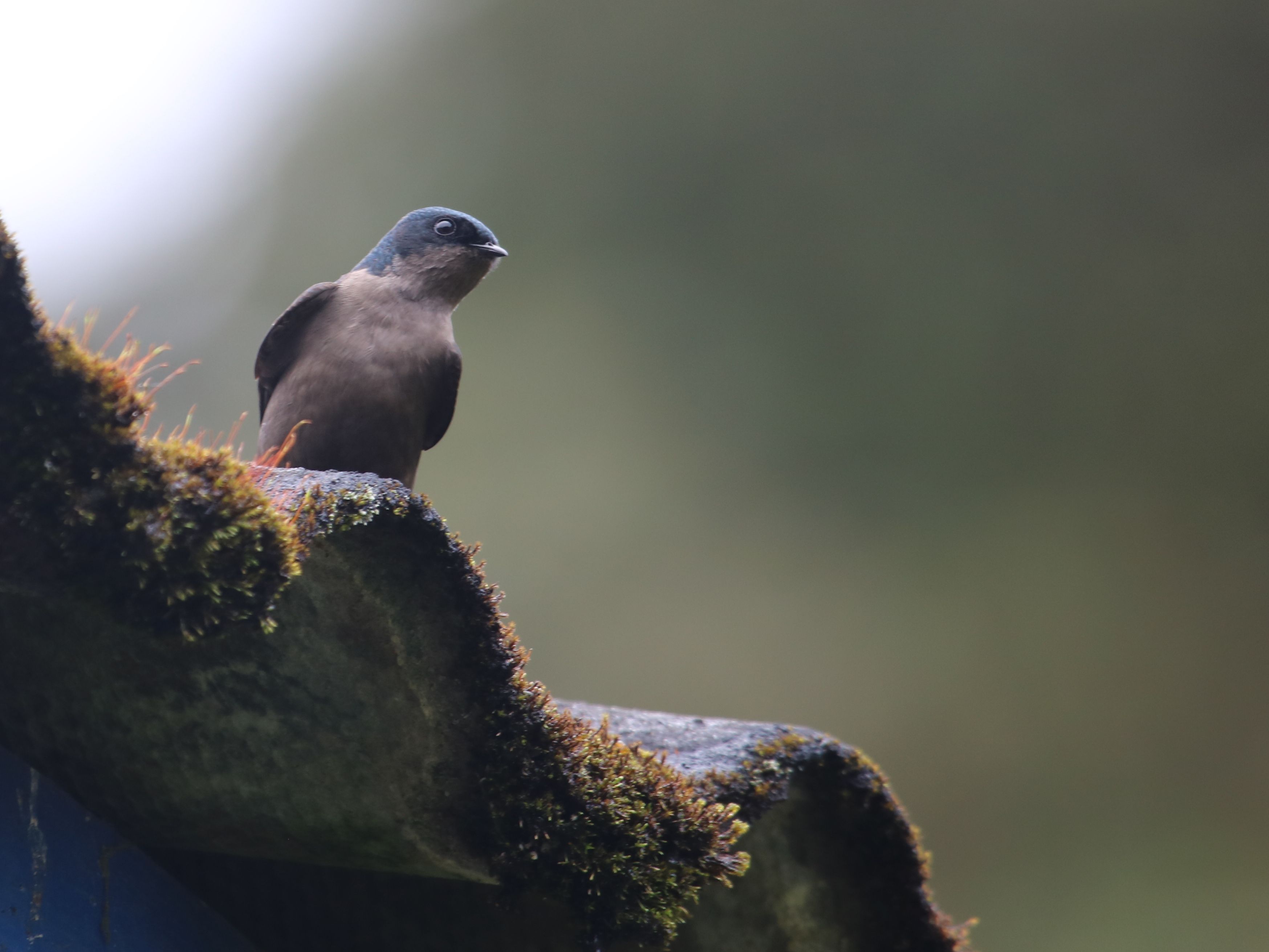 Mohás paláról nézelődő Brown-bellied Swallow