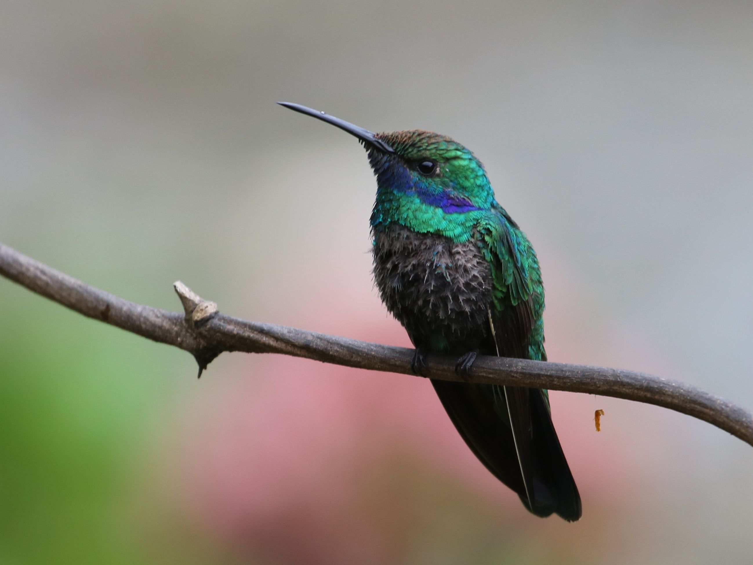 Valamiben nagyon elkoptak a Sparkling Violetear amúgy szépen csillogó melltollai, már csak a cséve maradt néhol