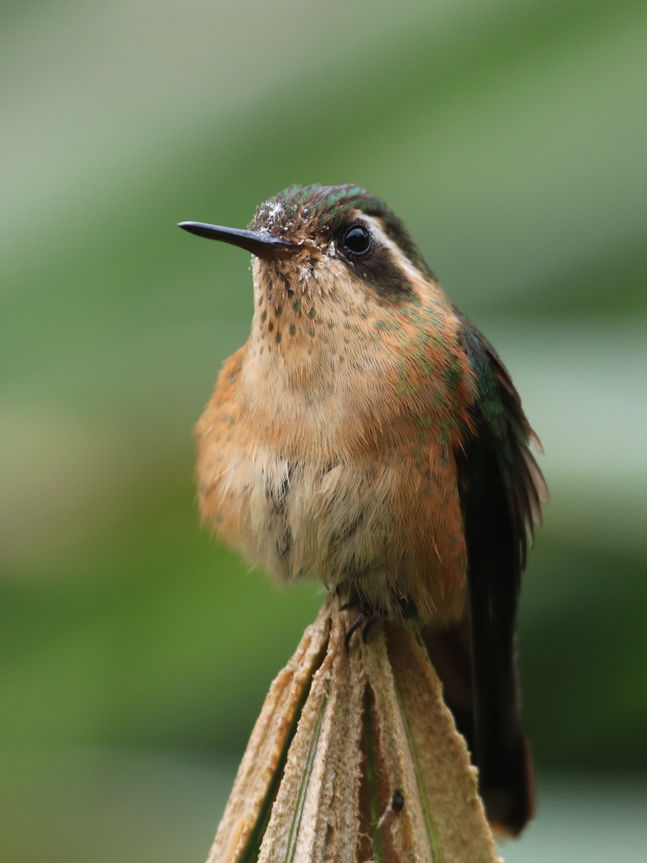 Kajálás után ejtőzik egy növénycsúcson a Speckled Hummingbird. Szalvéta nem volt