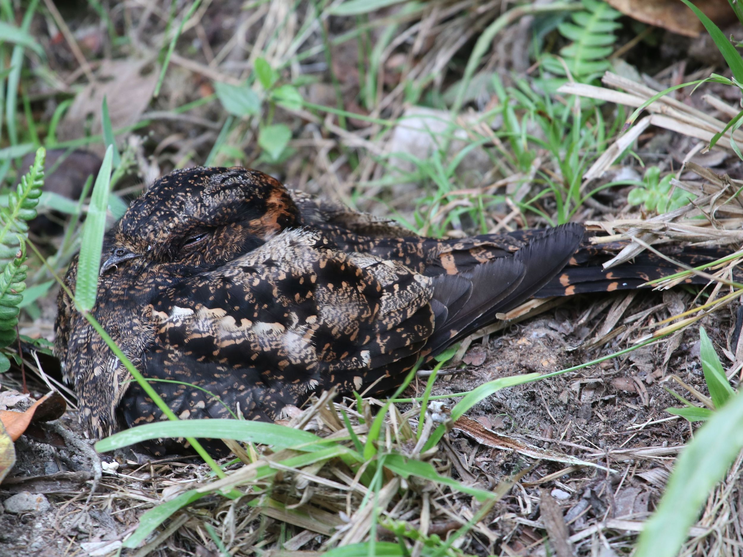 Éjszakai madár a Lyre-tailed Nightjar