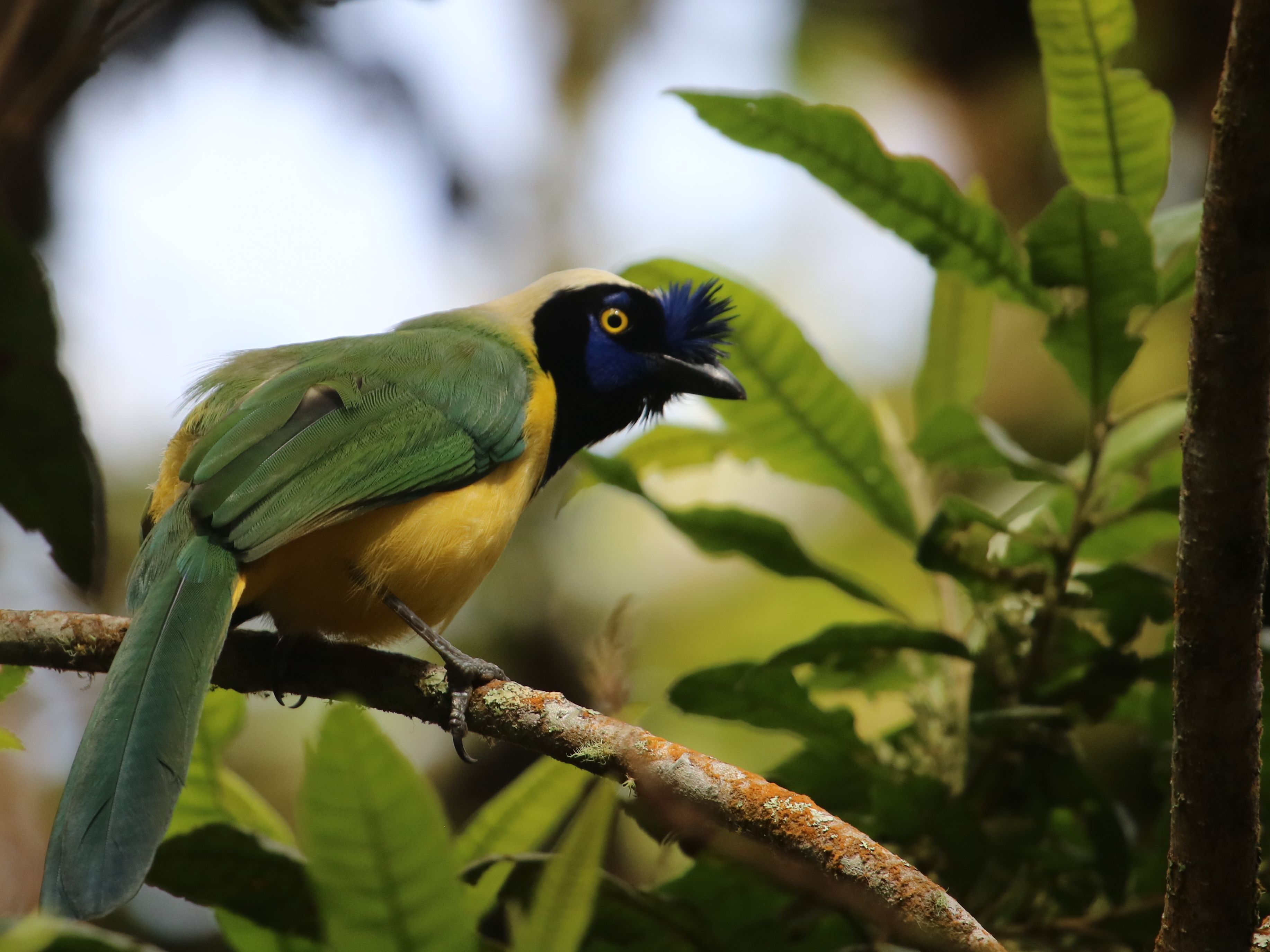 Talán a legszebb helyi szajkó, Green Jay