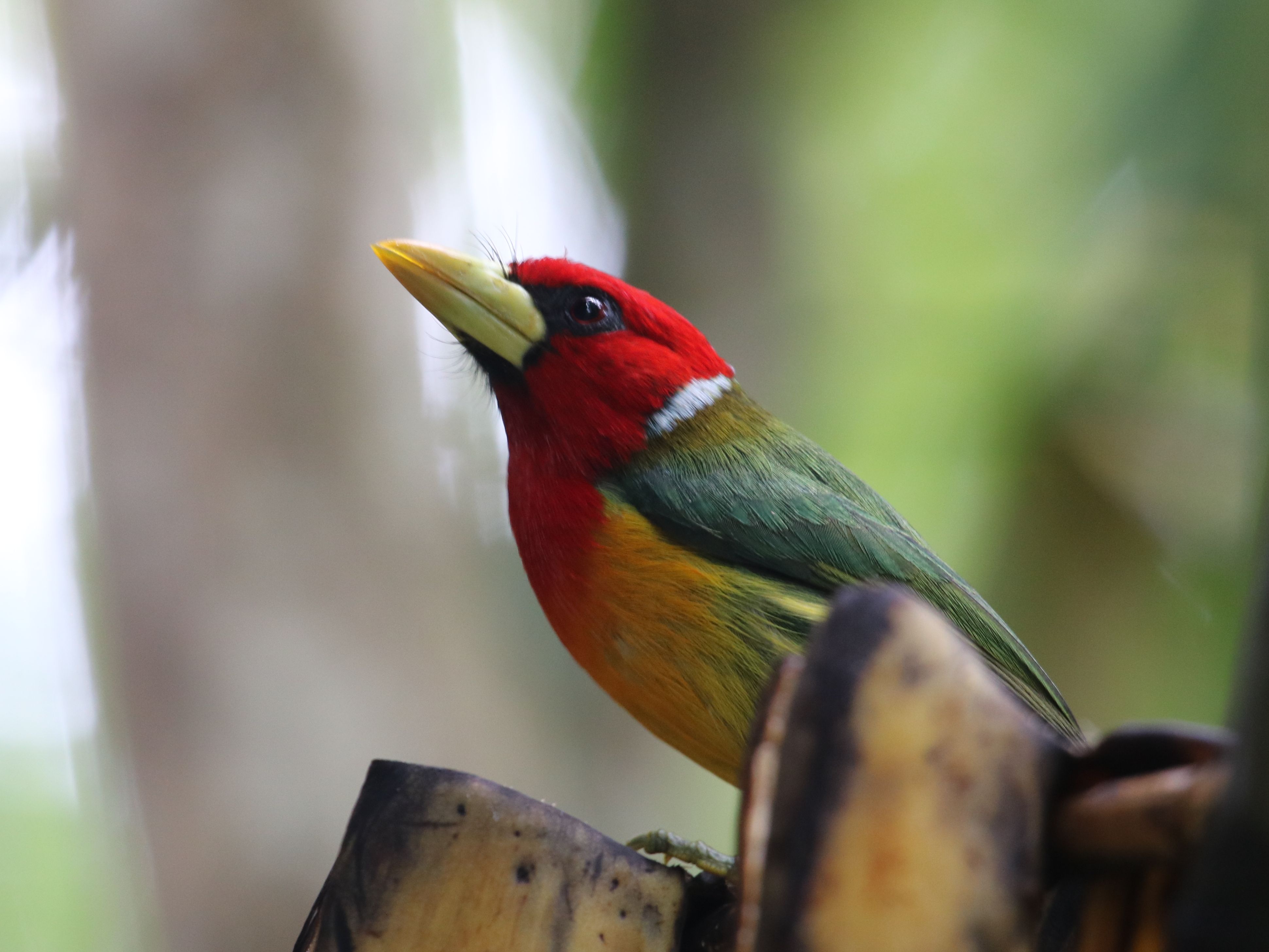 Lejött a lombkoronából a banánért a Red-headed Barbet