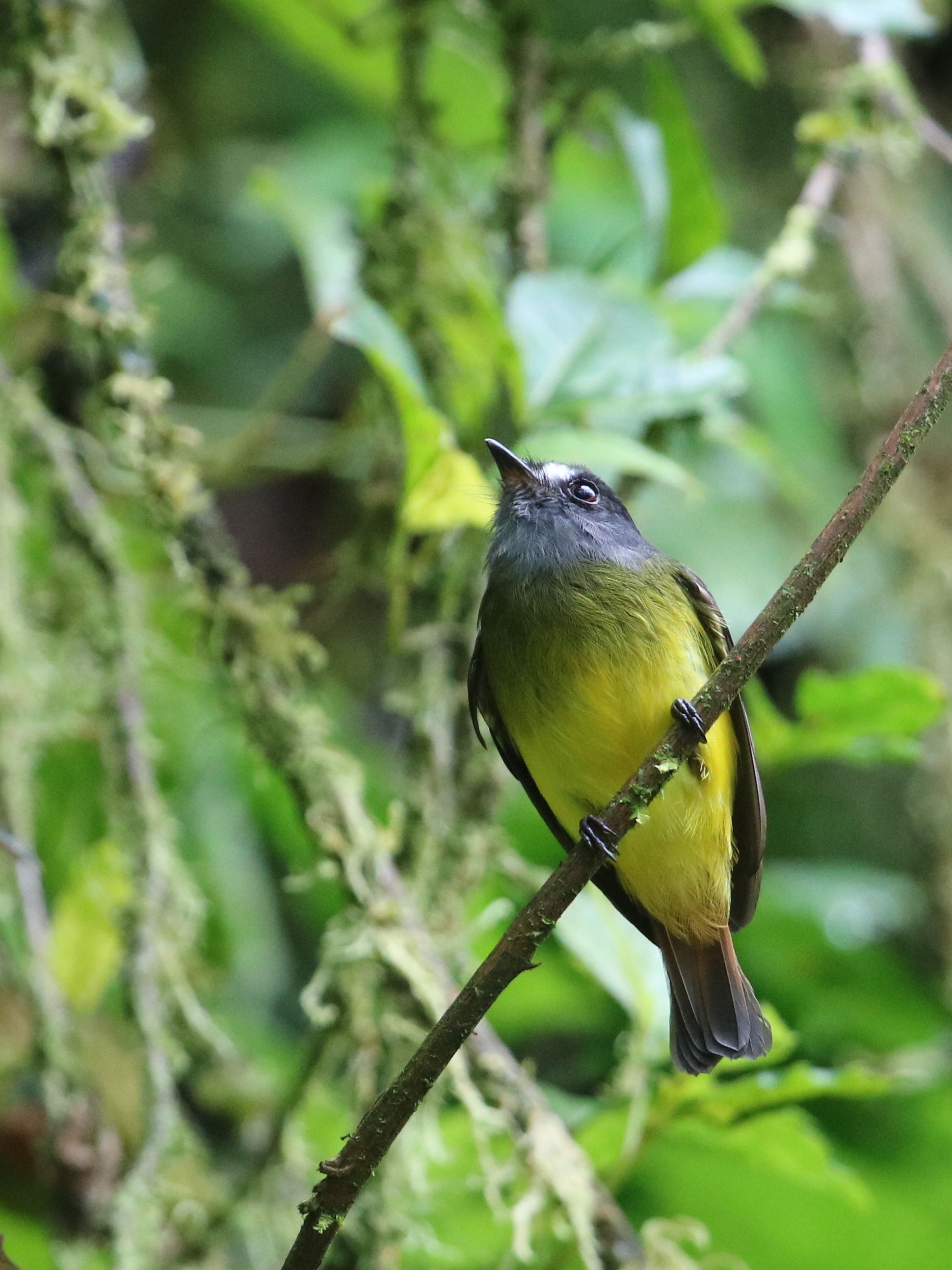 Ornate Flycatcher, szinte mint egy Manakin