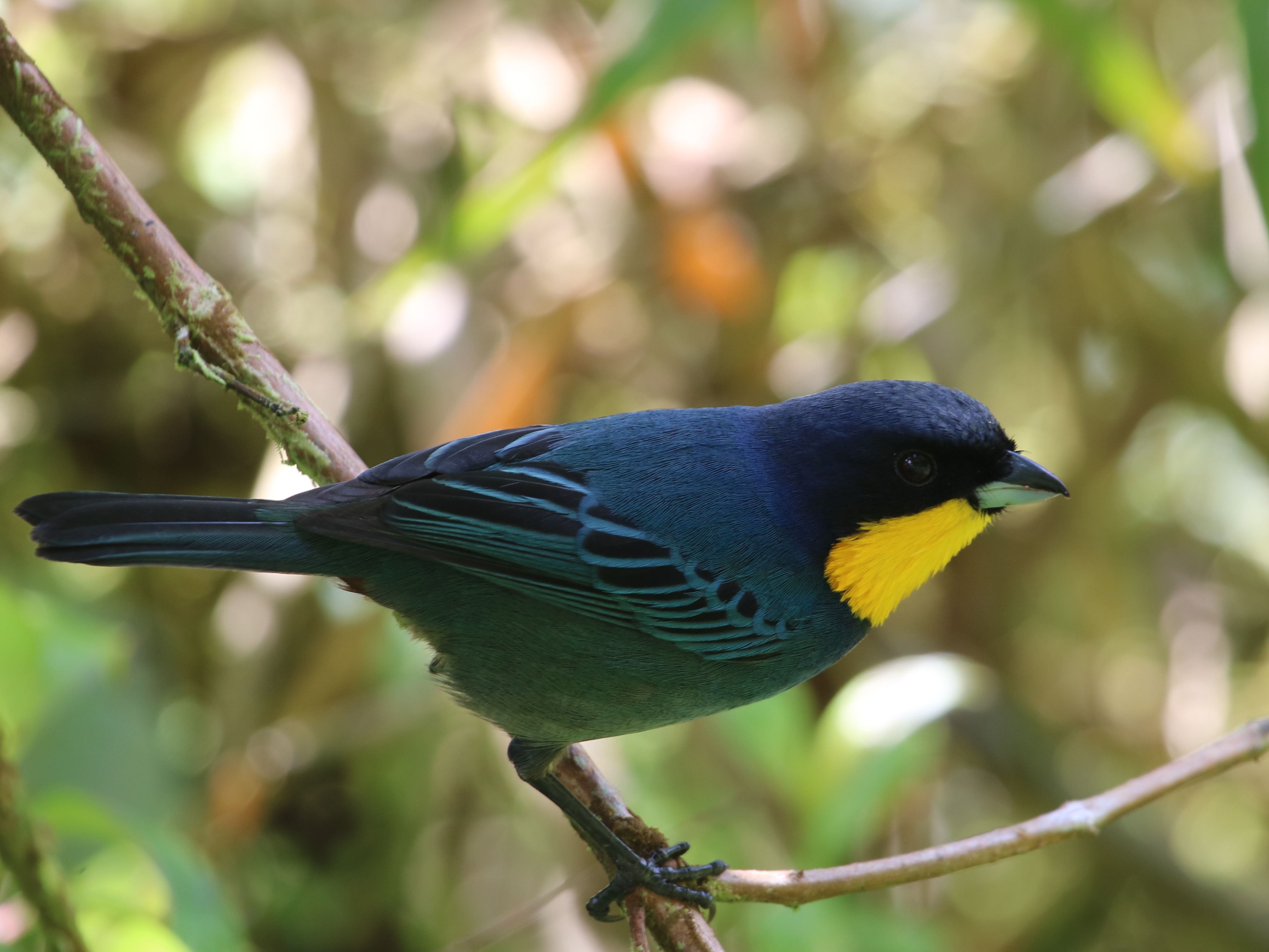 Kedvenc tangarám, a Purplish-mantled Tanager