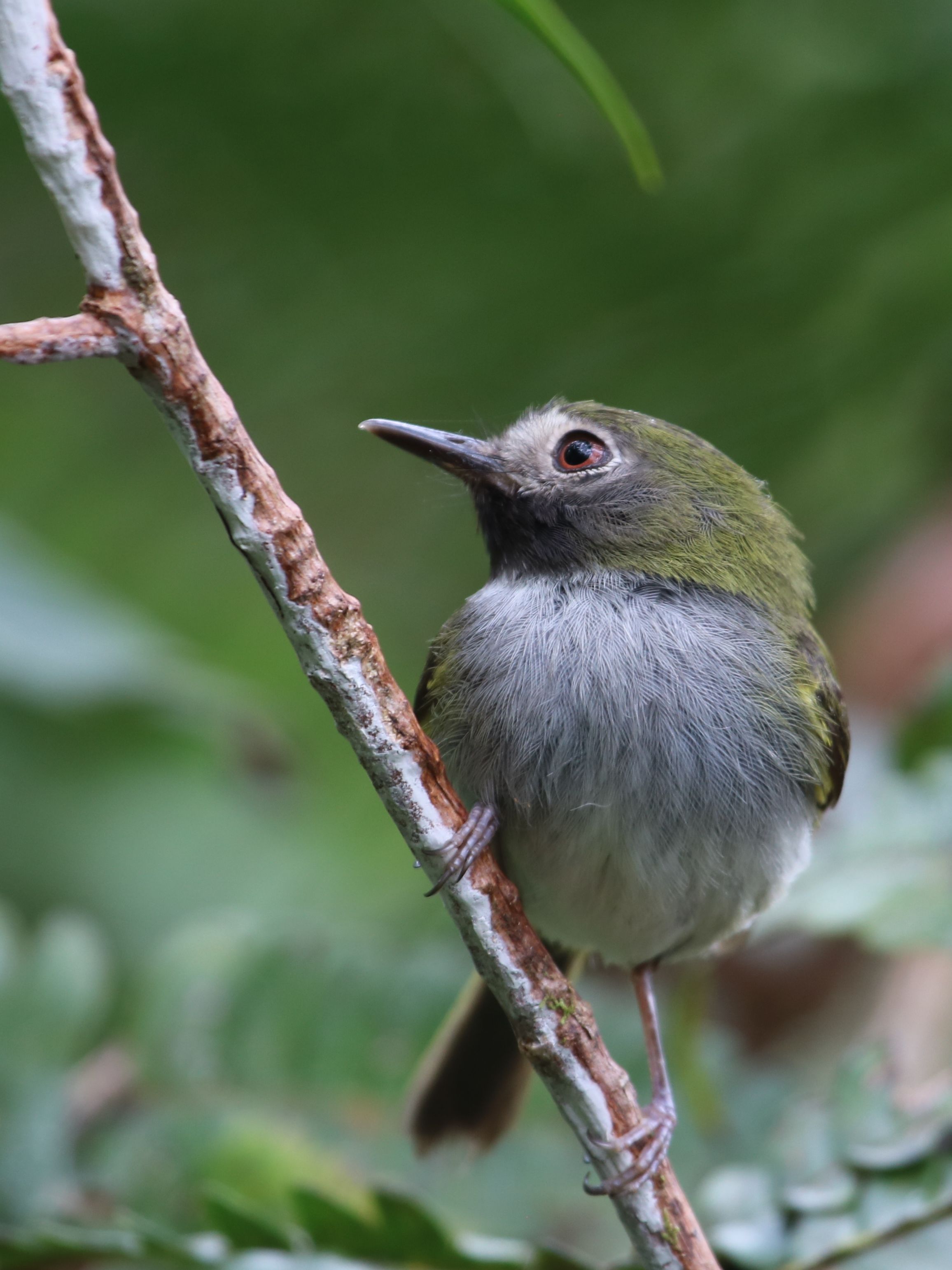 Üde színfolt az egymástól alig különböző légykapók között a Black-throated Tody-tyrant