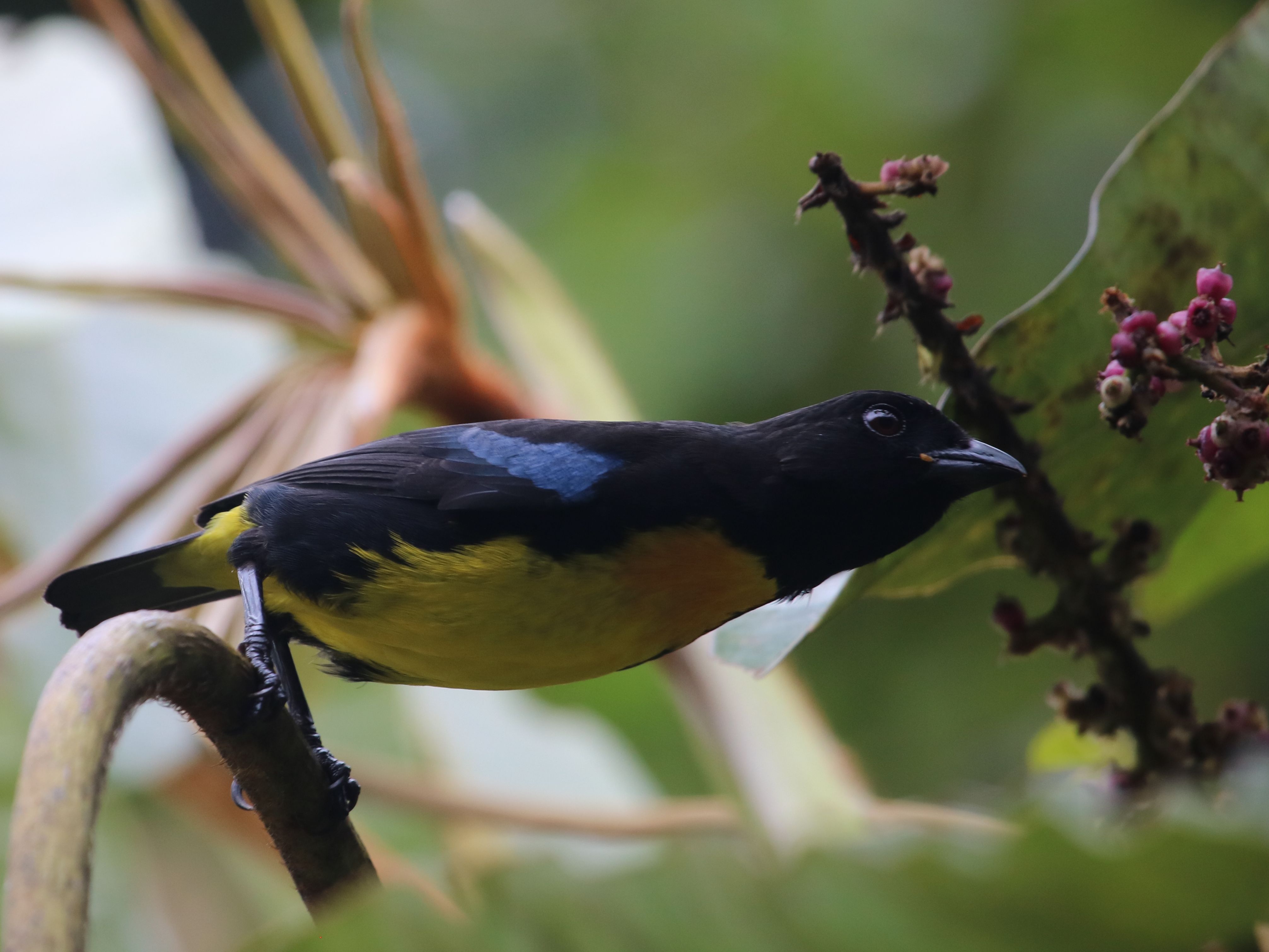 Bogyóért nyújtózkodik a Golden-black Tanager