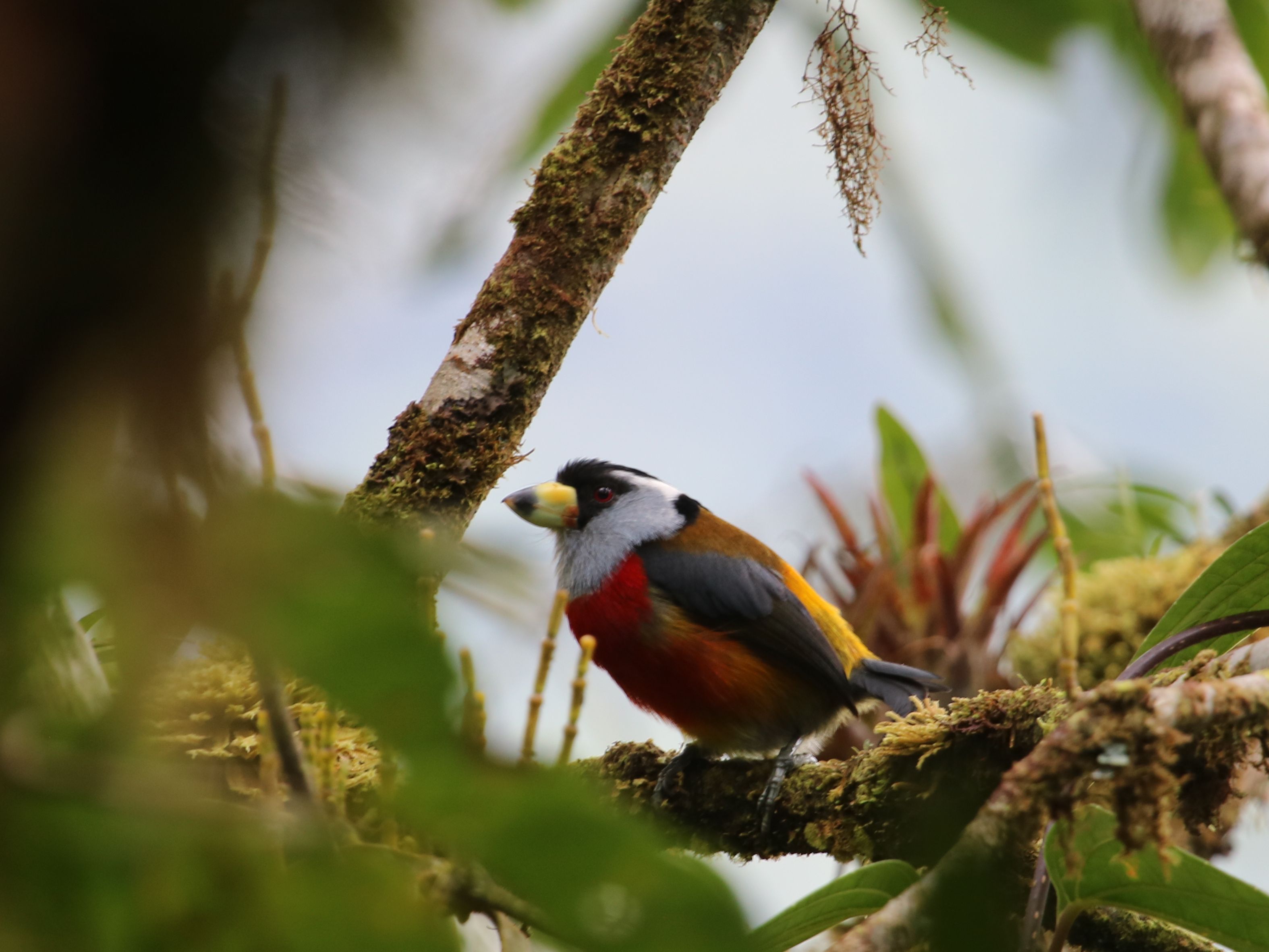 Tömzsi test, tömzsi csőr, másik álommadár a Toucan Barbet