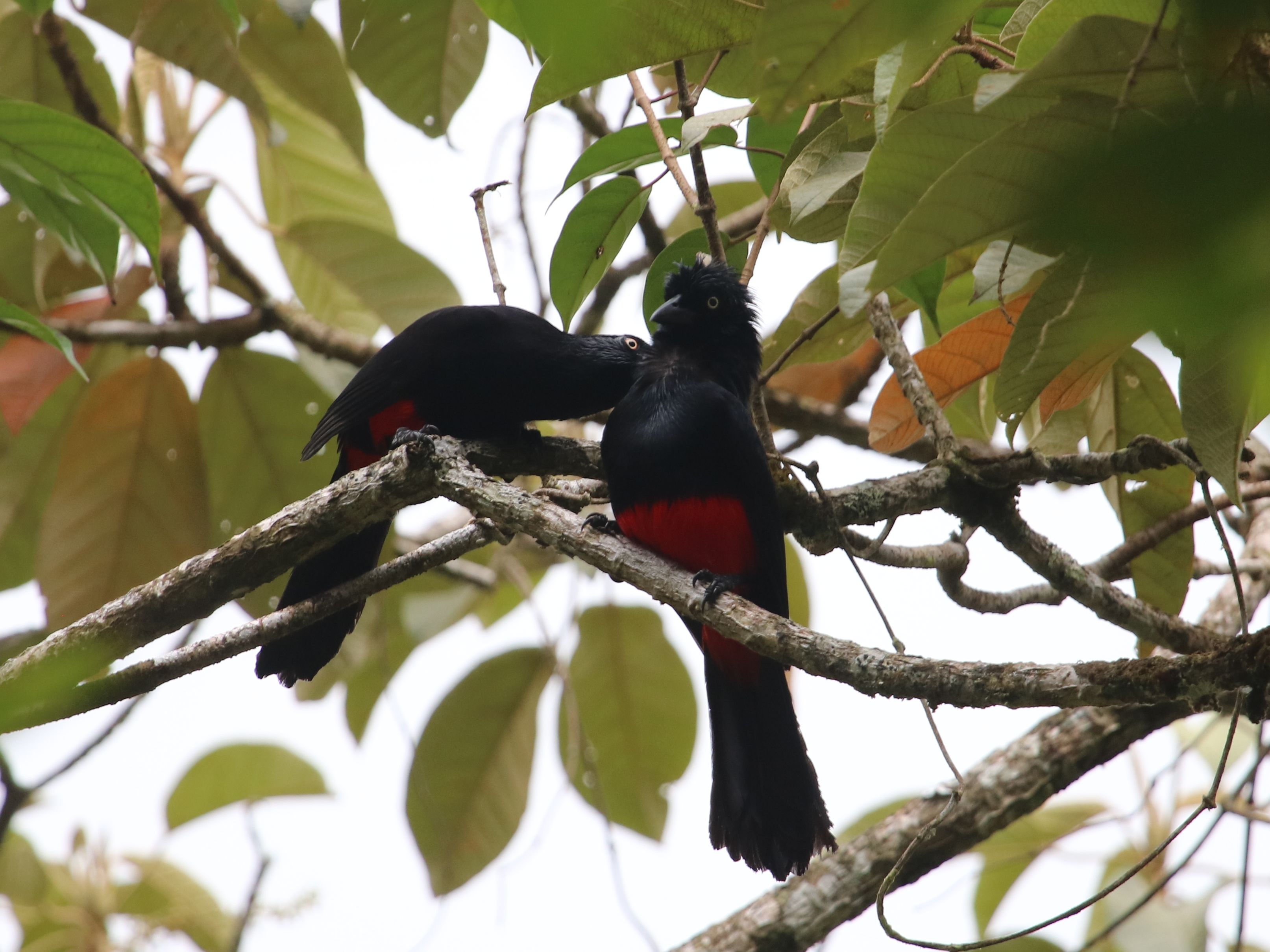 Meglepődött fejjel nézi a Red-bellied Grackle, hogy mit csinál a nyakánál a másik