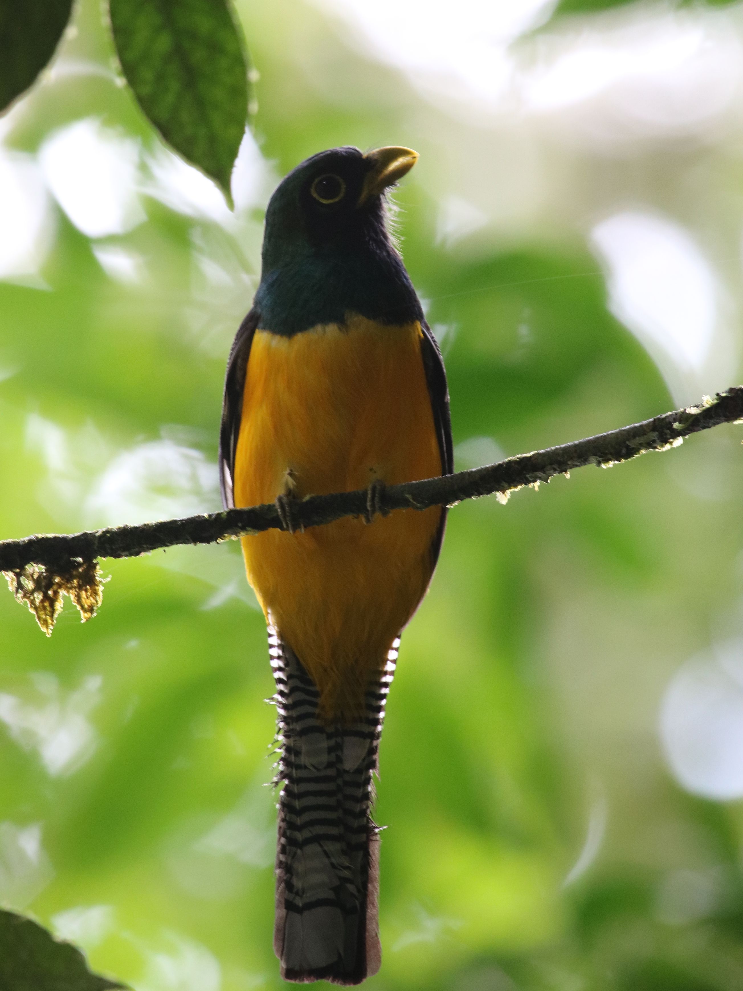 Black-throated Trogon