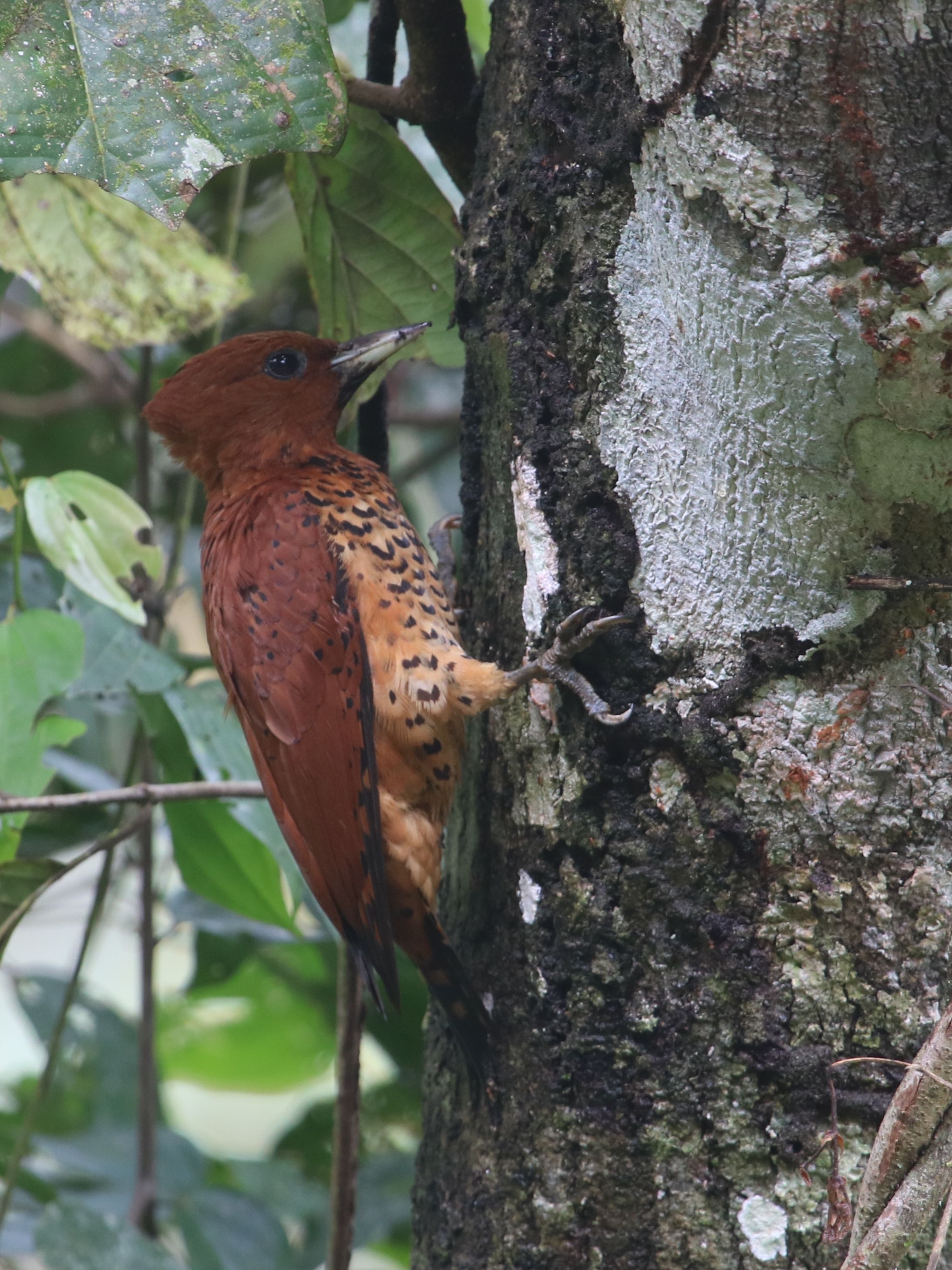 Cinammon Woodpecker