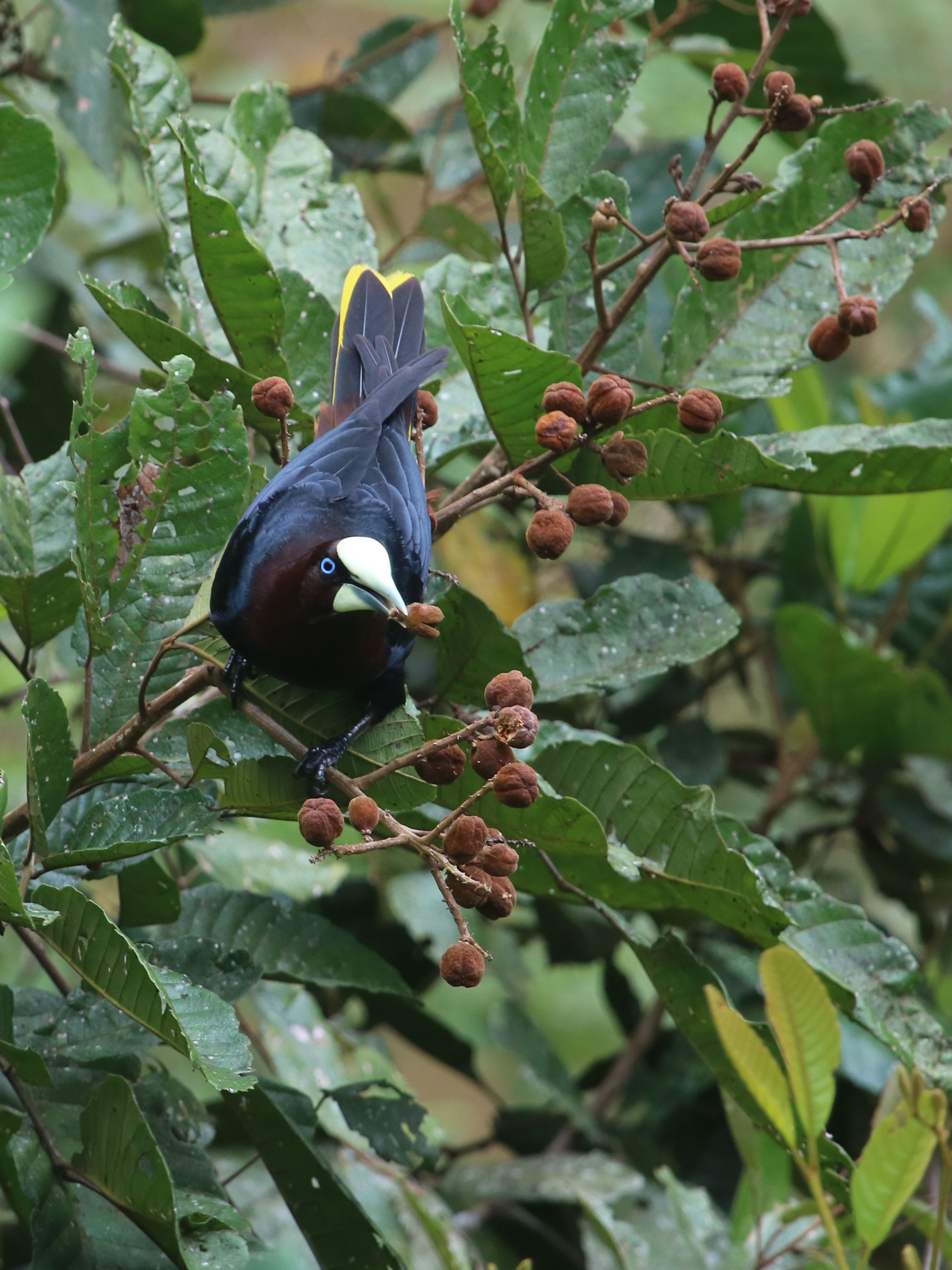 Kék szemű Chestnut-headed Oropendula