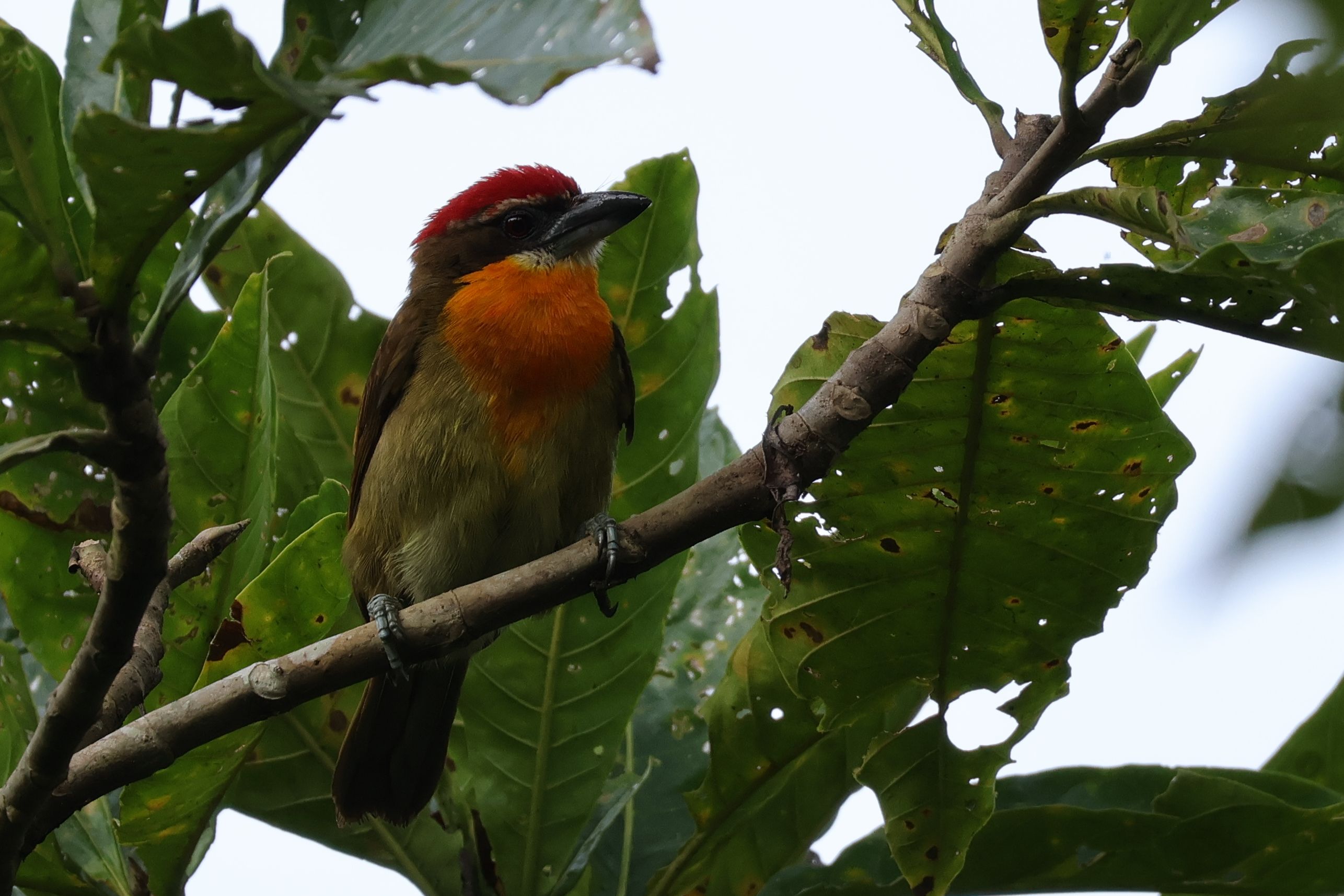 Scarlet-crowned Barbet