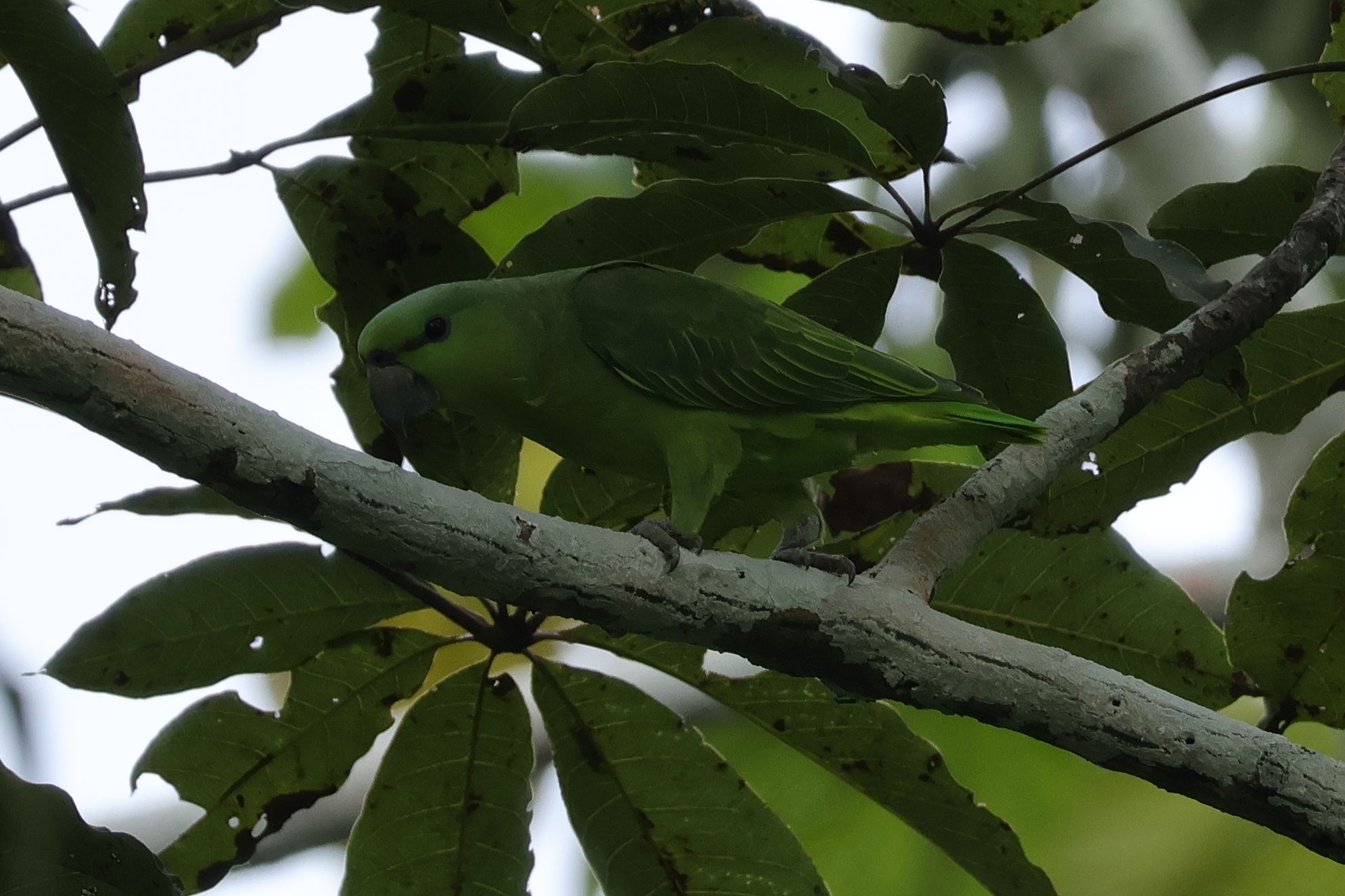 Csak az Amazonas mentén él a Short-tailed Parrot is