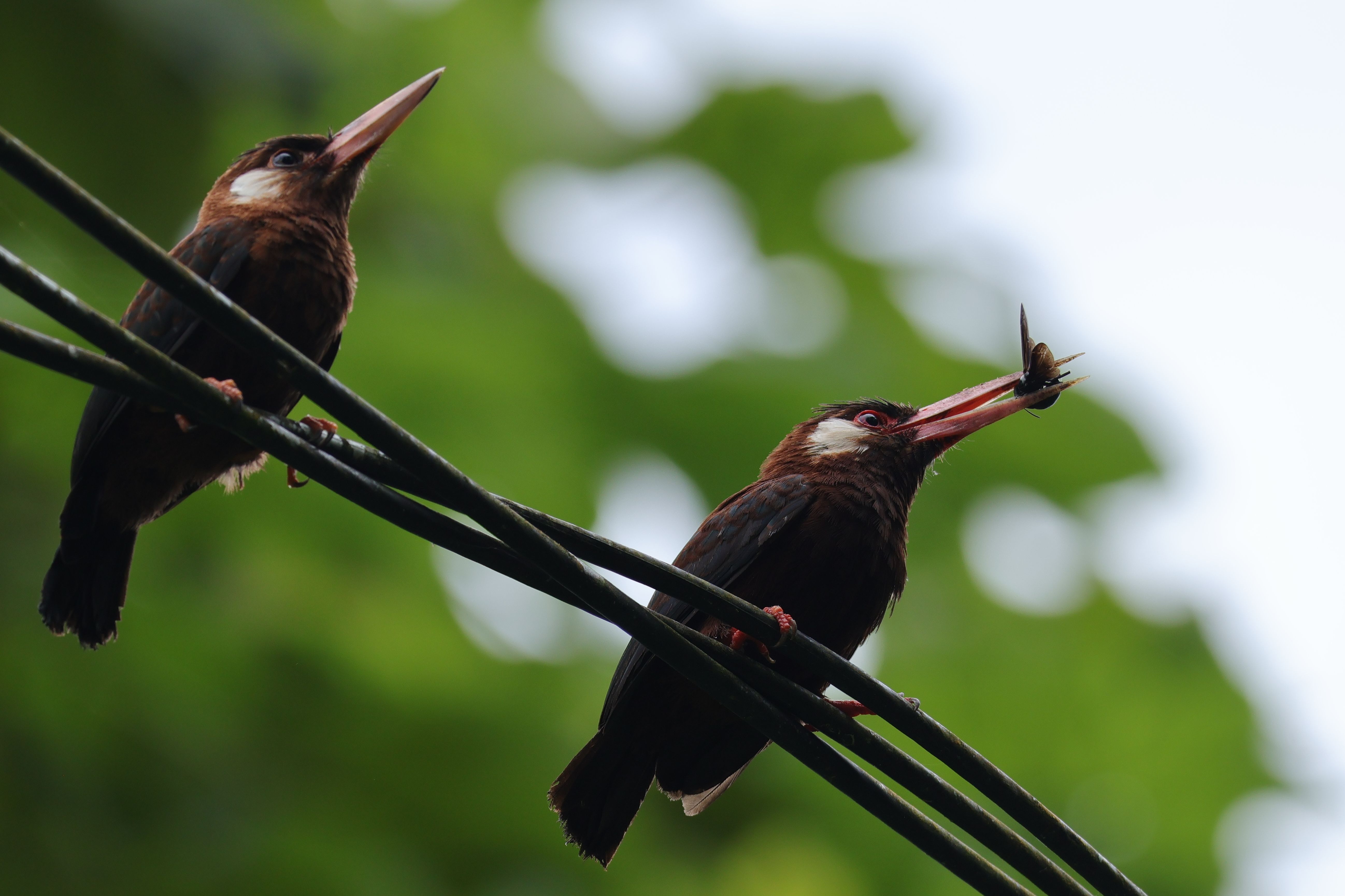 White-eared Jacamar zsákmánnyal