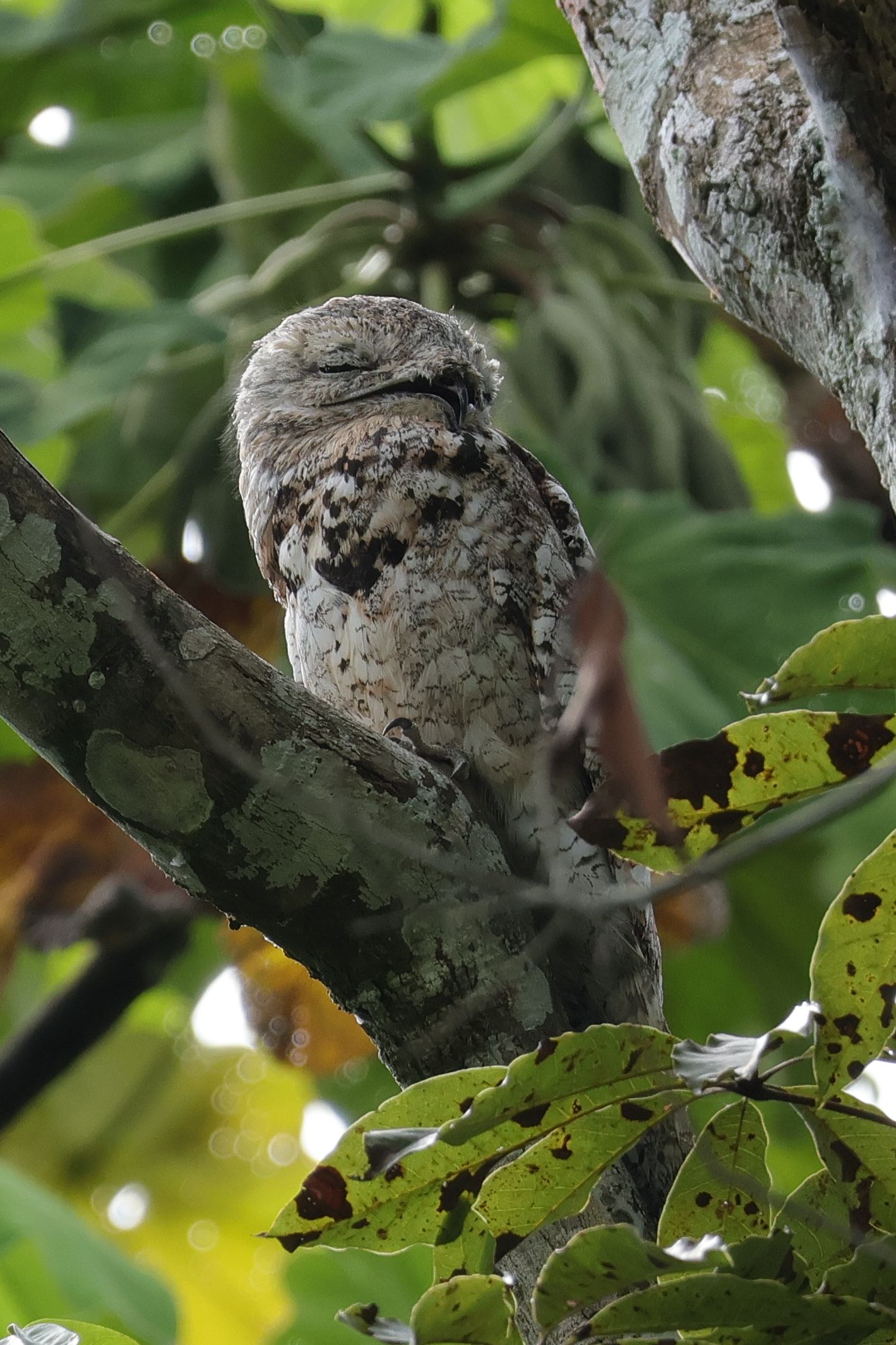Nappal alvó álmosmadár, Great Potoo. Itt talán látszik, hogy tényleg madár