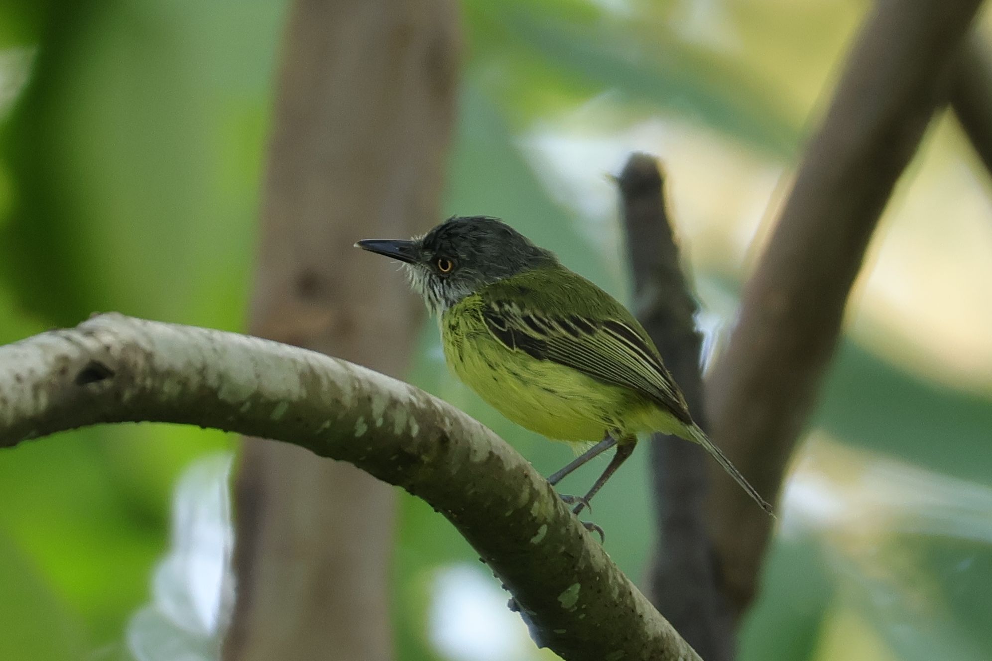 Spotted Tody-Flycatcher