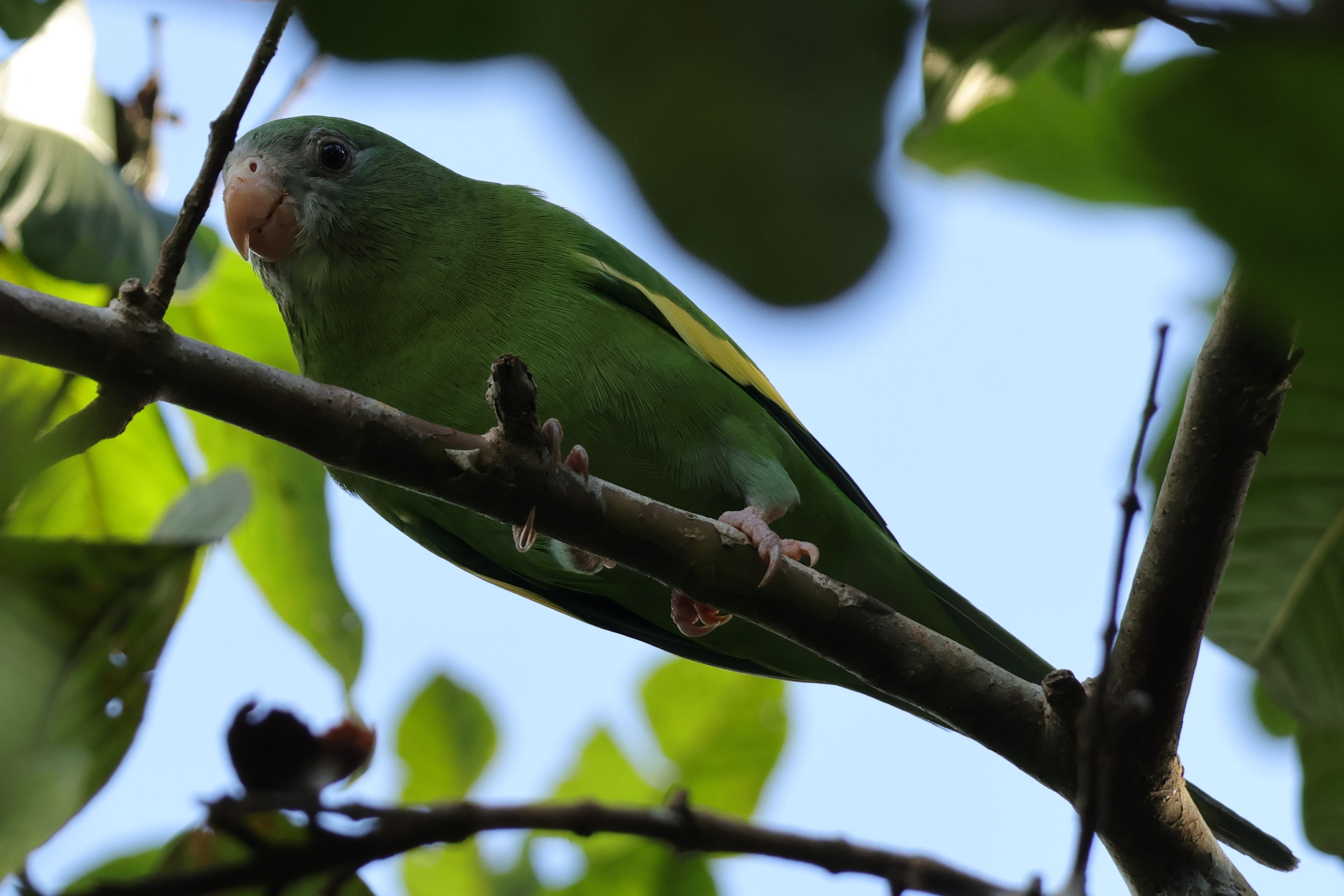 Ebből a szépségből húz be minden este sokezer Letíciában a Parque Santanderbe. White-winged Parakeet