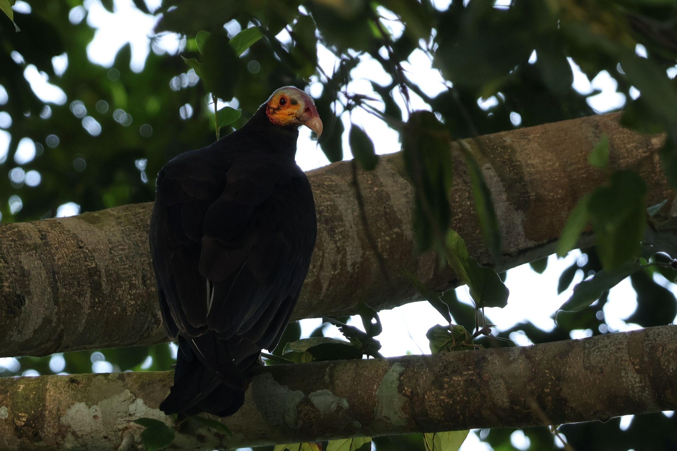 Lesser Yellow-headed Vulture
