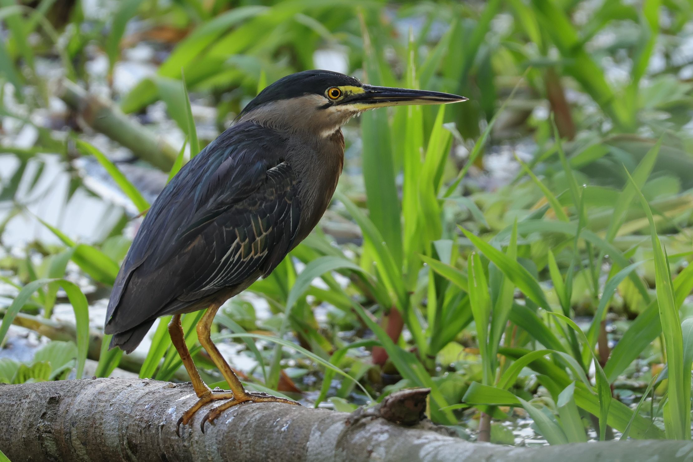 Striated Heron