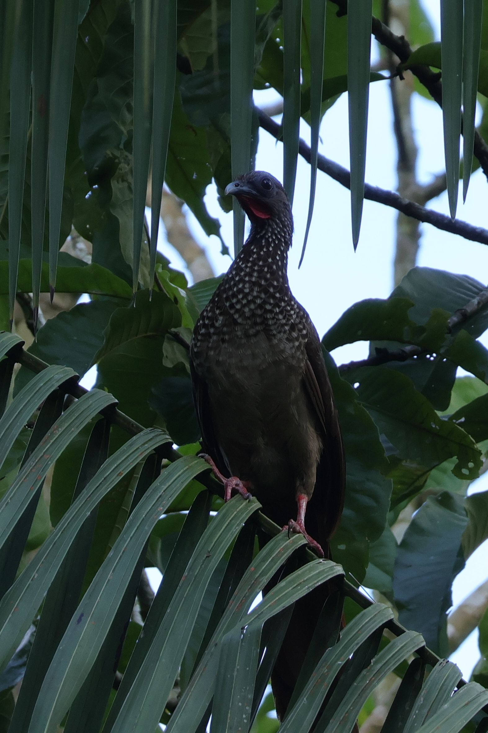 A Speckled Chacalaca meglepően gyakori