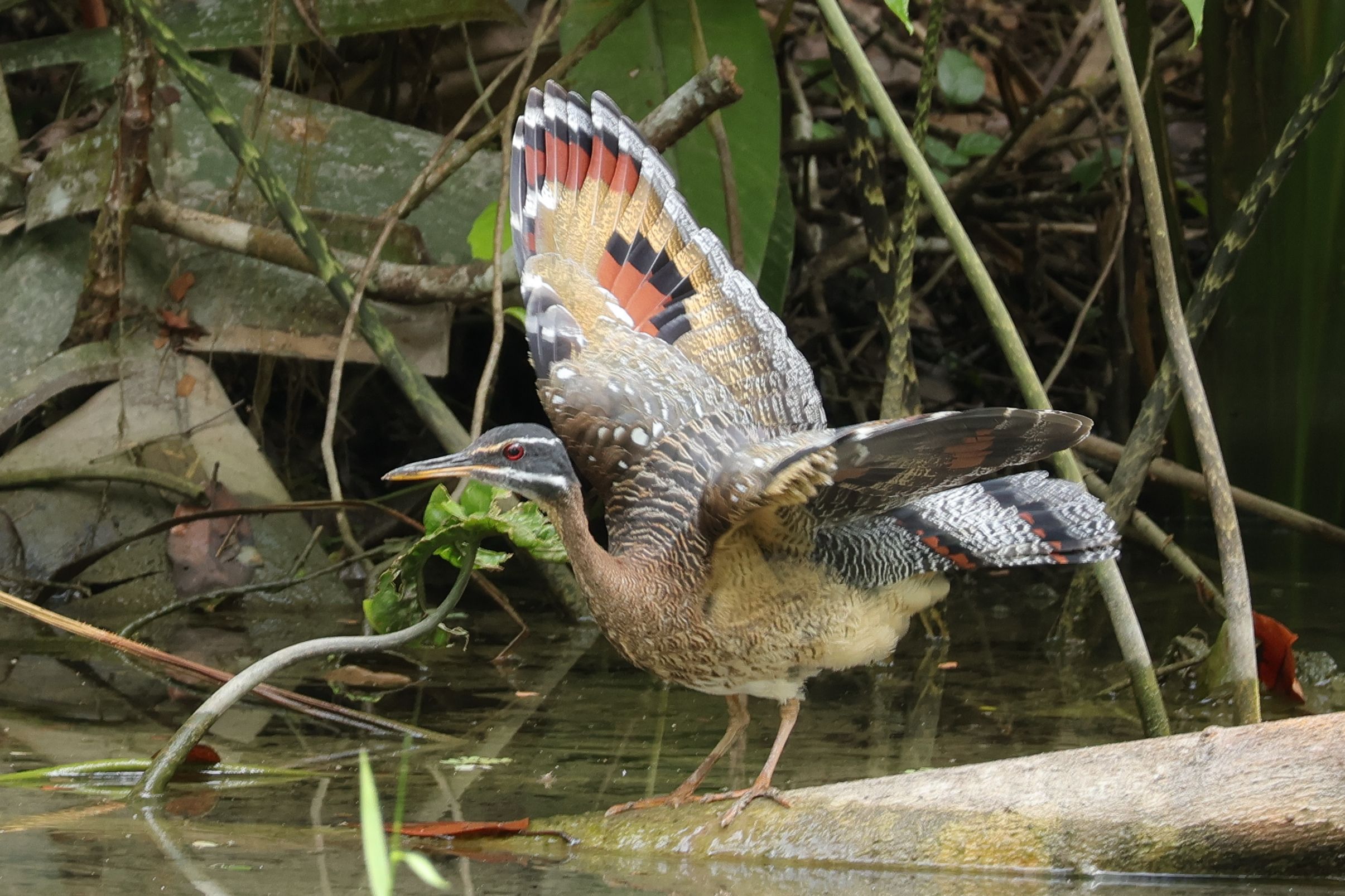 A Sunbittern megmutatja, hogy milyen szép a szárnya