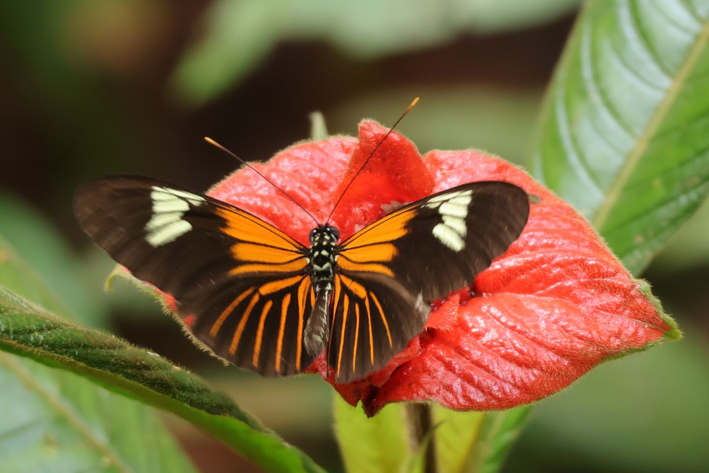 Kommersz lepke érdekes virágon. 