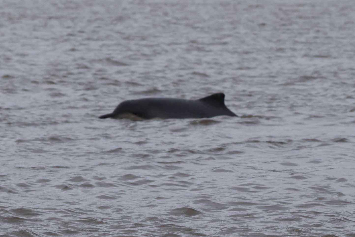 Cutuxi, a nem igazi folyami delfin. Most nézem, hogy volt már, na mindegy