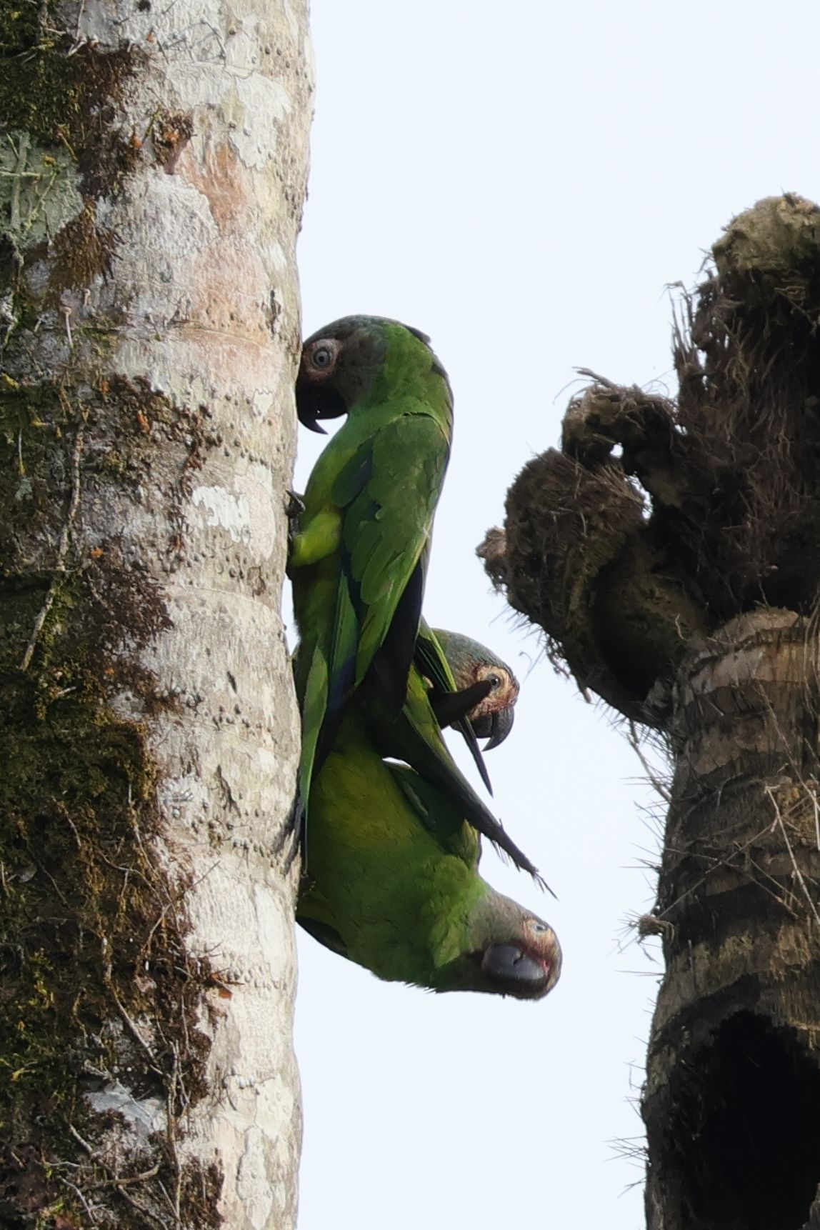 Itt nem tudom mi történik. Dusky-headed Parakeet