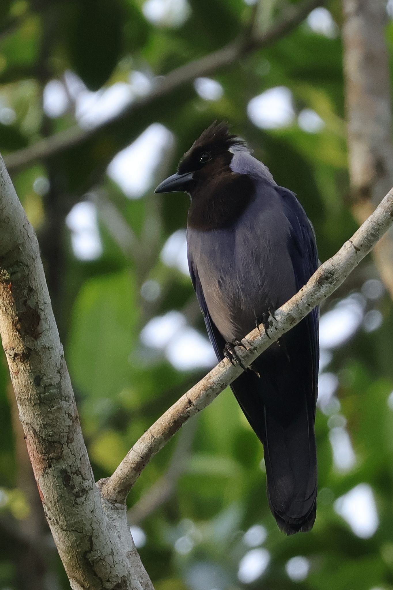 Violaceous Jay