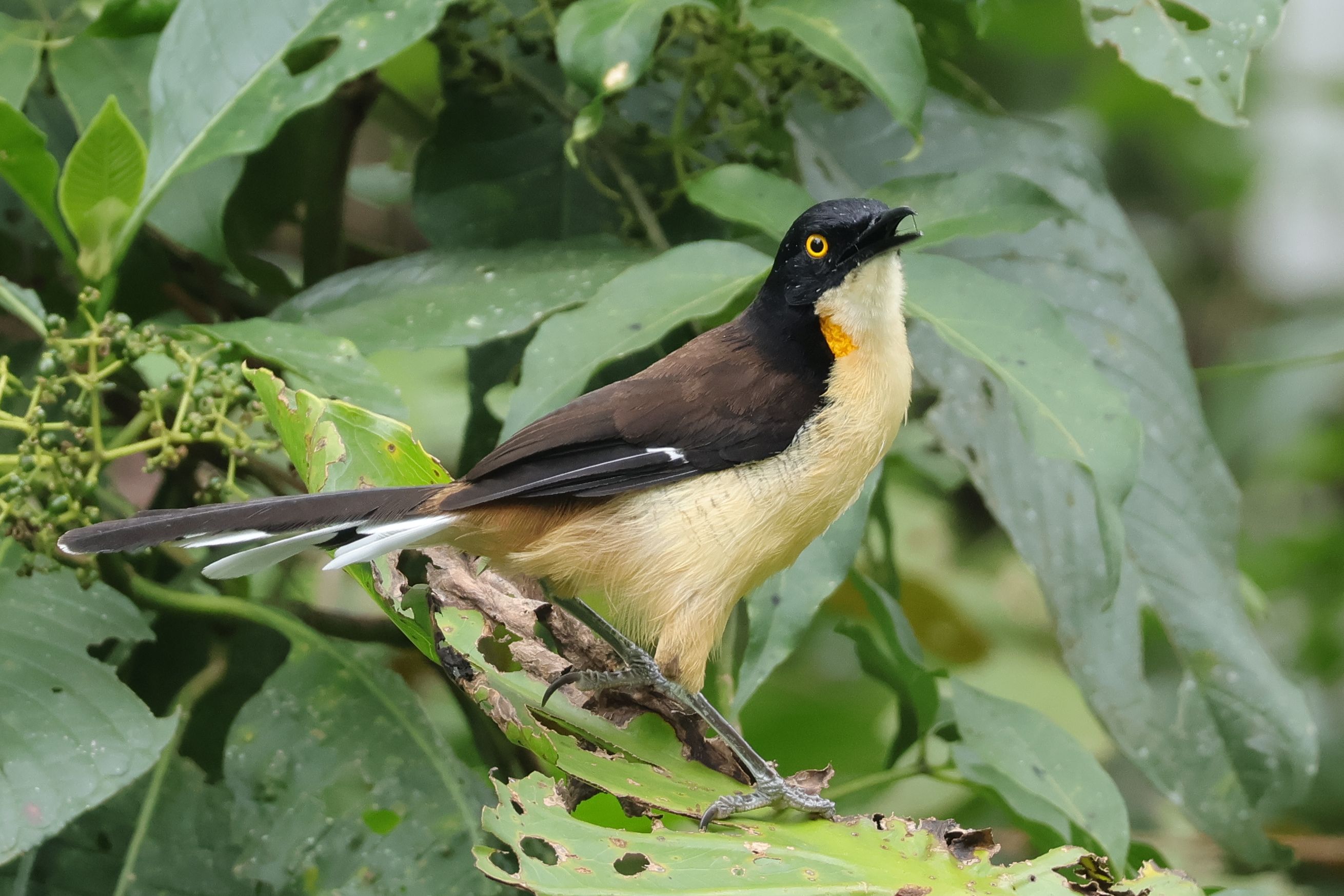 Nagyon-nagyon régóta vártam ezt a madarat, Black-capped Donacobius