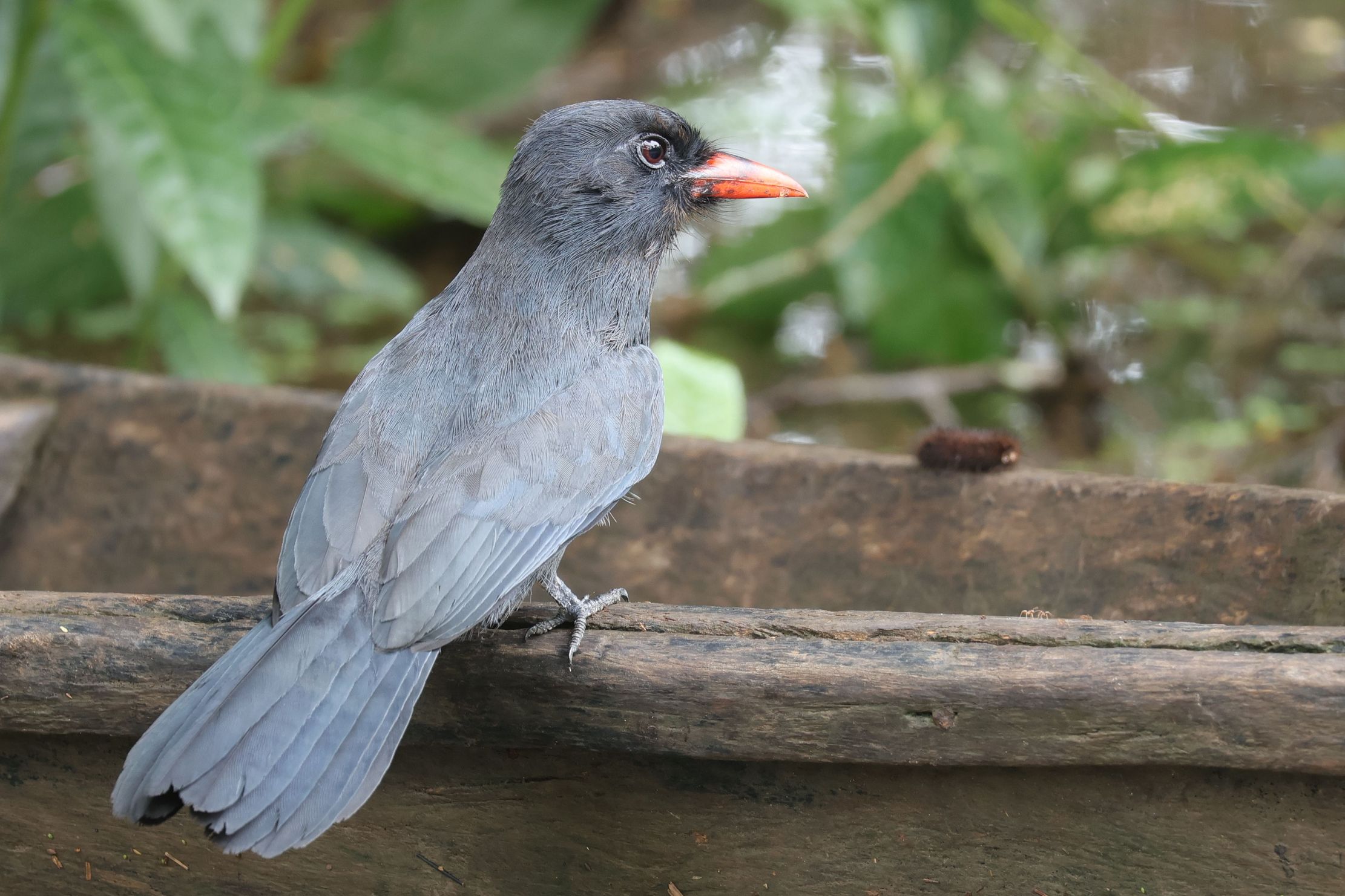 Meglepett, hogy mennyire gyakori a Black-fronted Nunbird