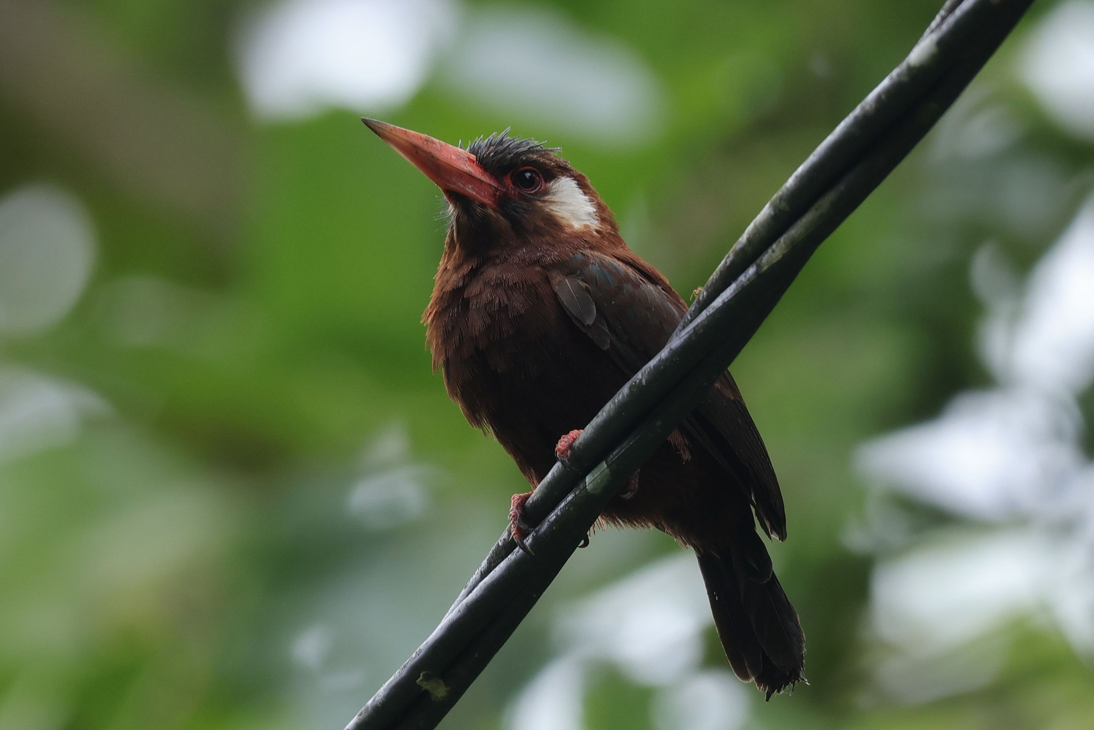 White-eared Jacamar