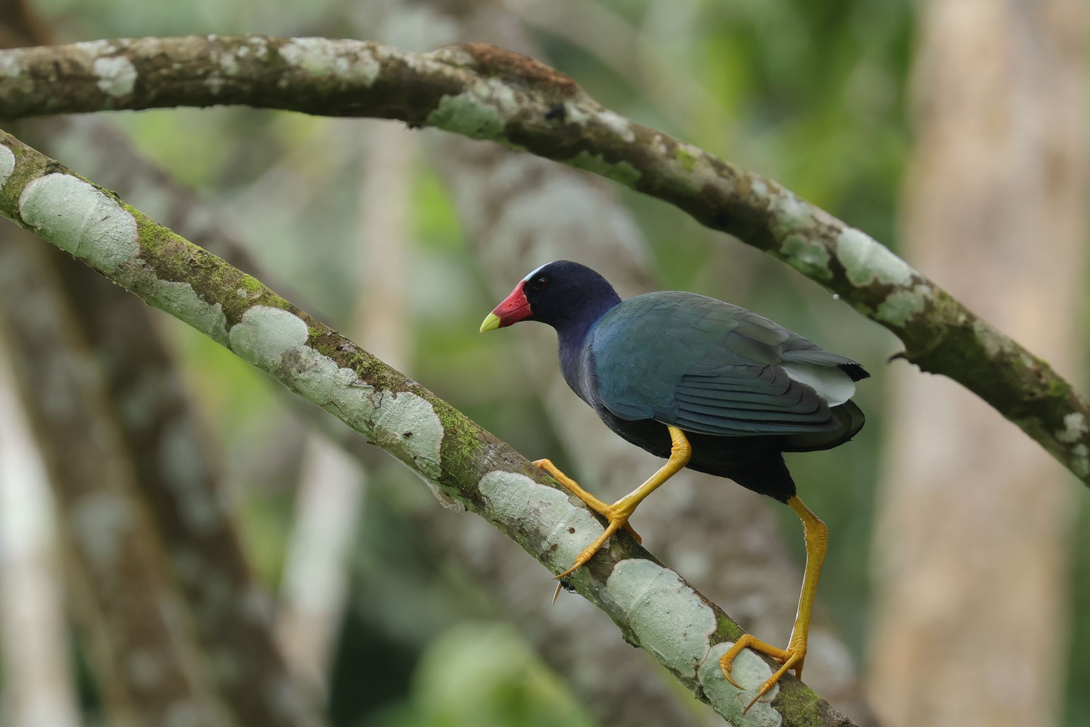 Fára is tud mászni ez a vízityúkféle, Purple Gallinule