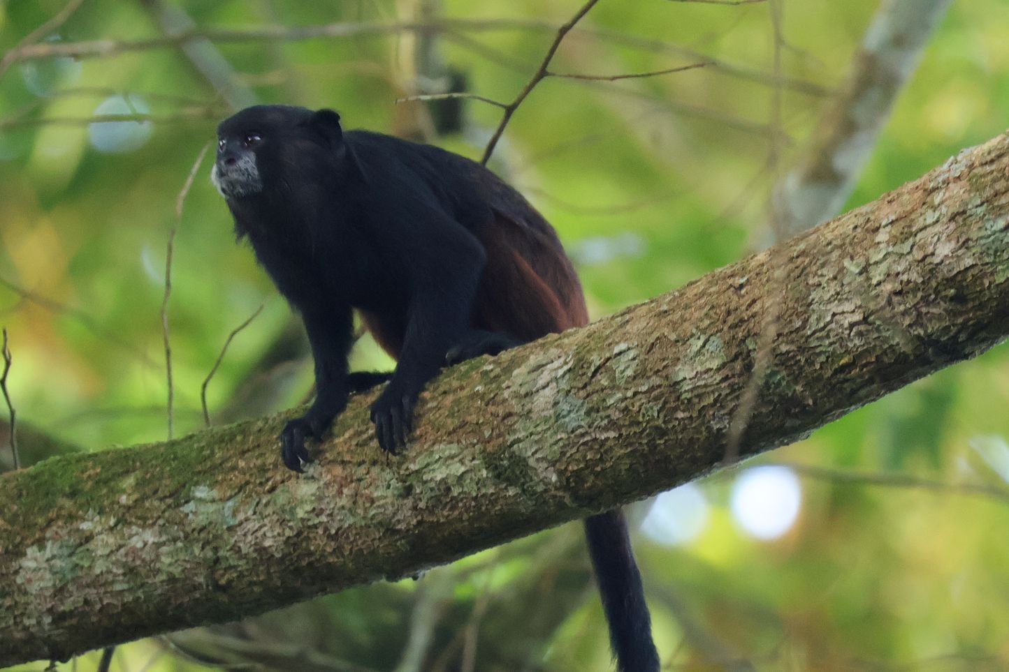 Másik, cukibb majom. A gyakori maki, amik felmászkálnak az emberekre az etetős helyeken, nem tetszik, meg csak gagyi képet tudtam volna csinálni róluk
