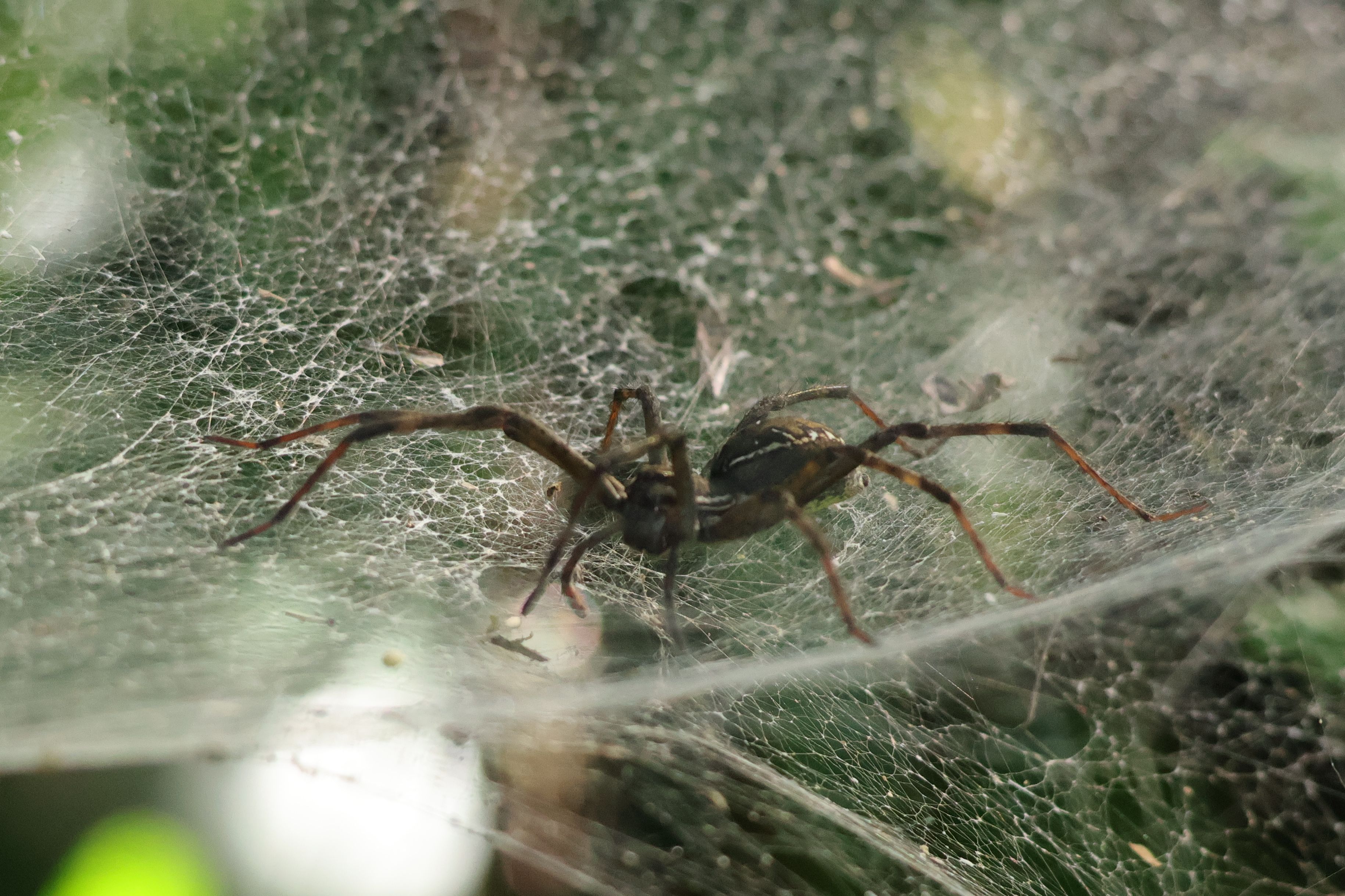 Masszív, kb. 8 centis pók