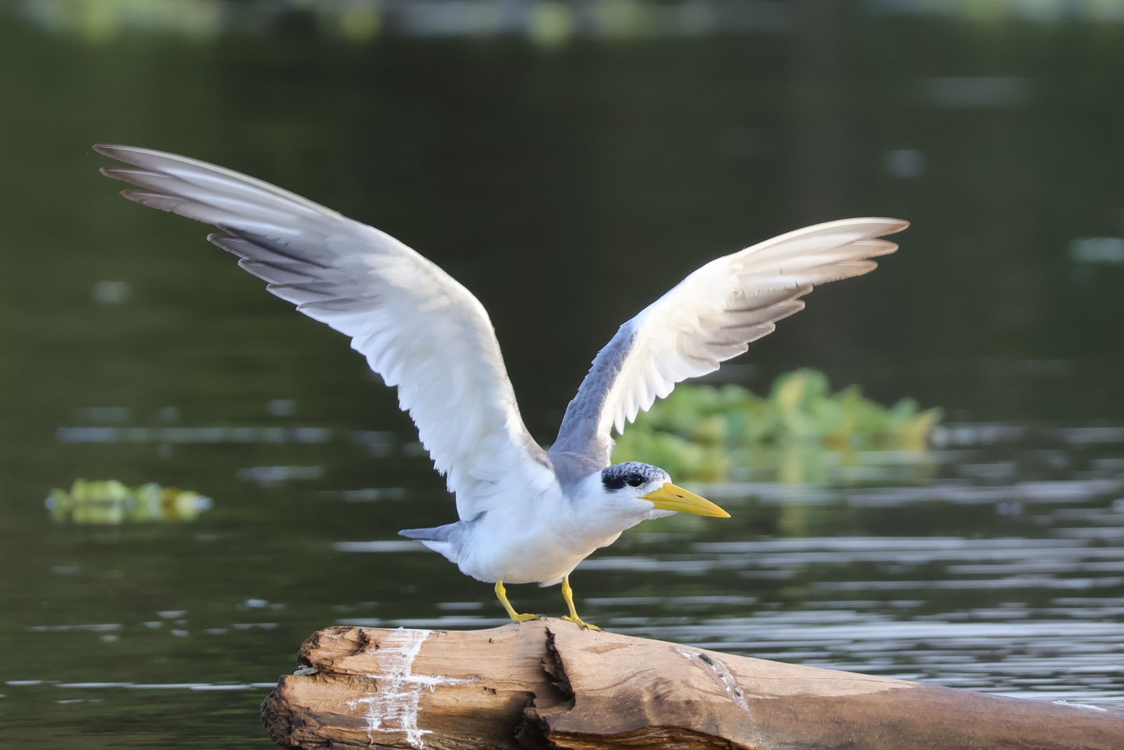 Large-billed Tern