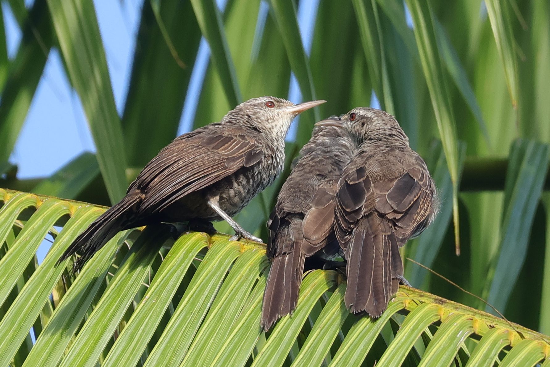 Nagyon szociális és hangos madár a Thrush-like Wren. Itt talán egy kiscsalád
