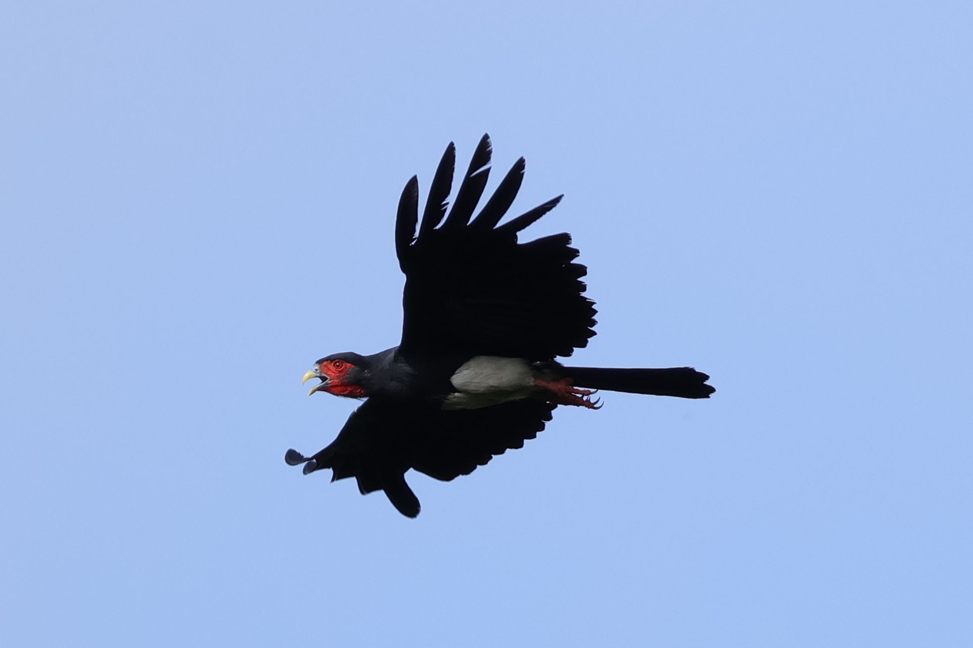 Red-throated Caracara