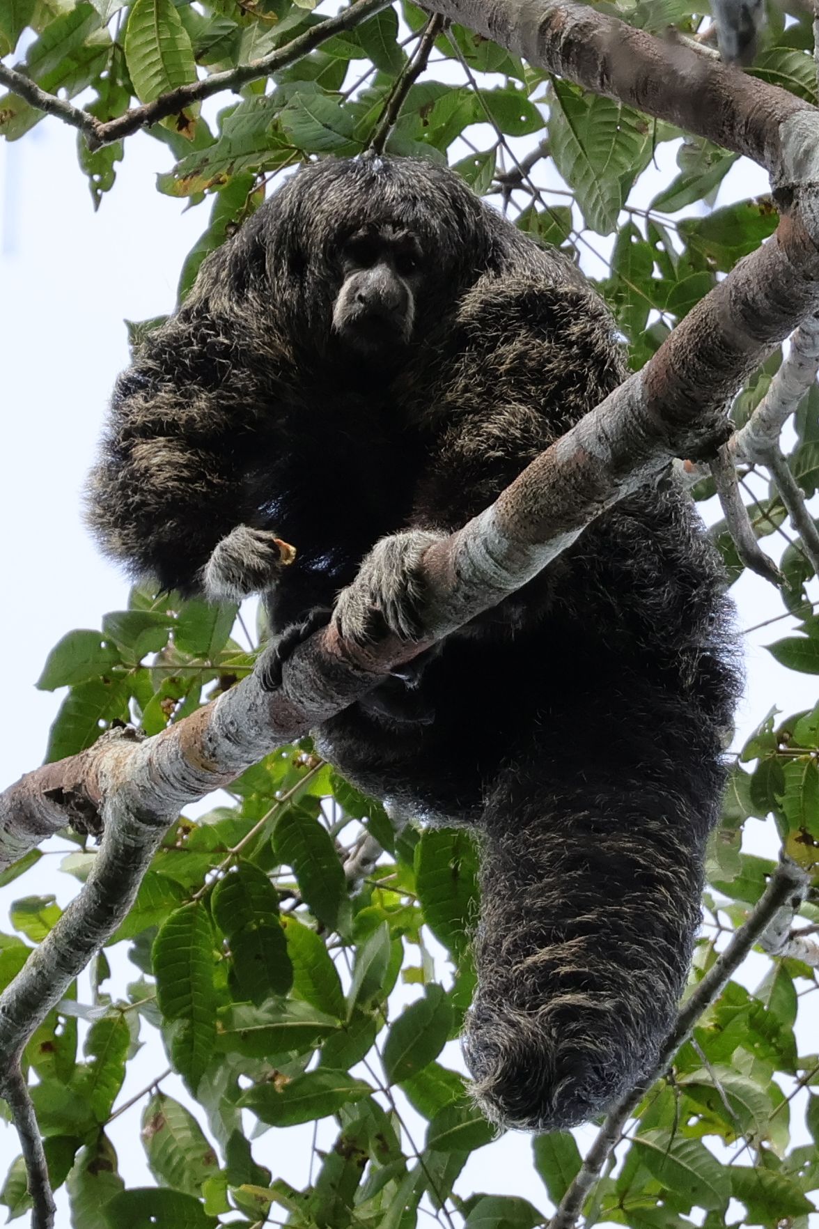 Egy nagyon érdekes majomféle, talán a monk saki, magyarul bozontos sátánmajom. Nem is tudtam, hogy vannak ennyire szőrös majmok. Kicsit ijesztőnek tűnik, nem csodálom a névadást. Amúgy meglehetősen nagy.