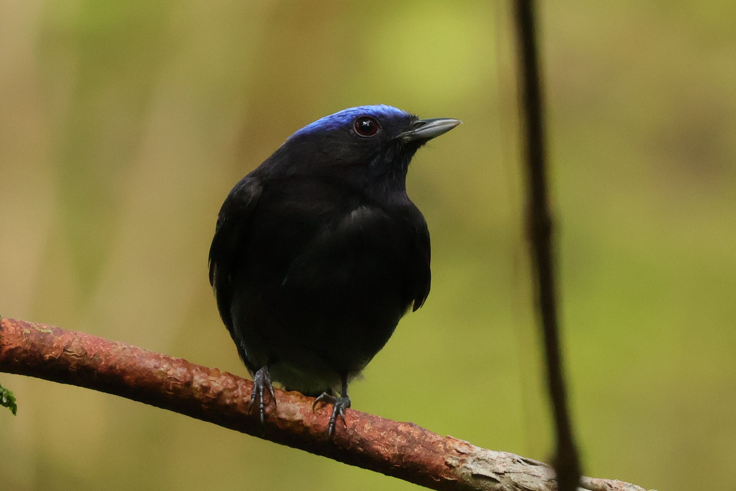 Elegáns Blue-capped Manakin