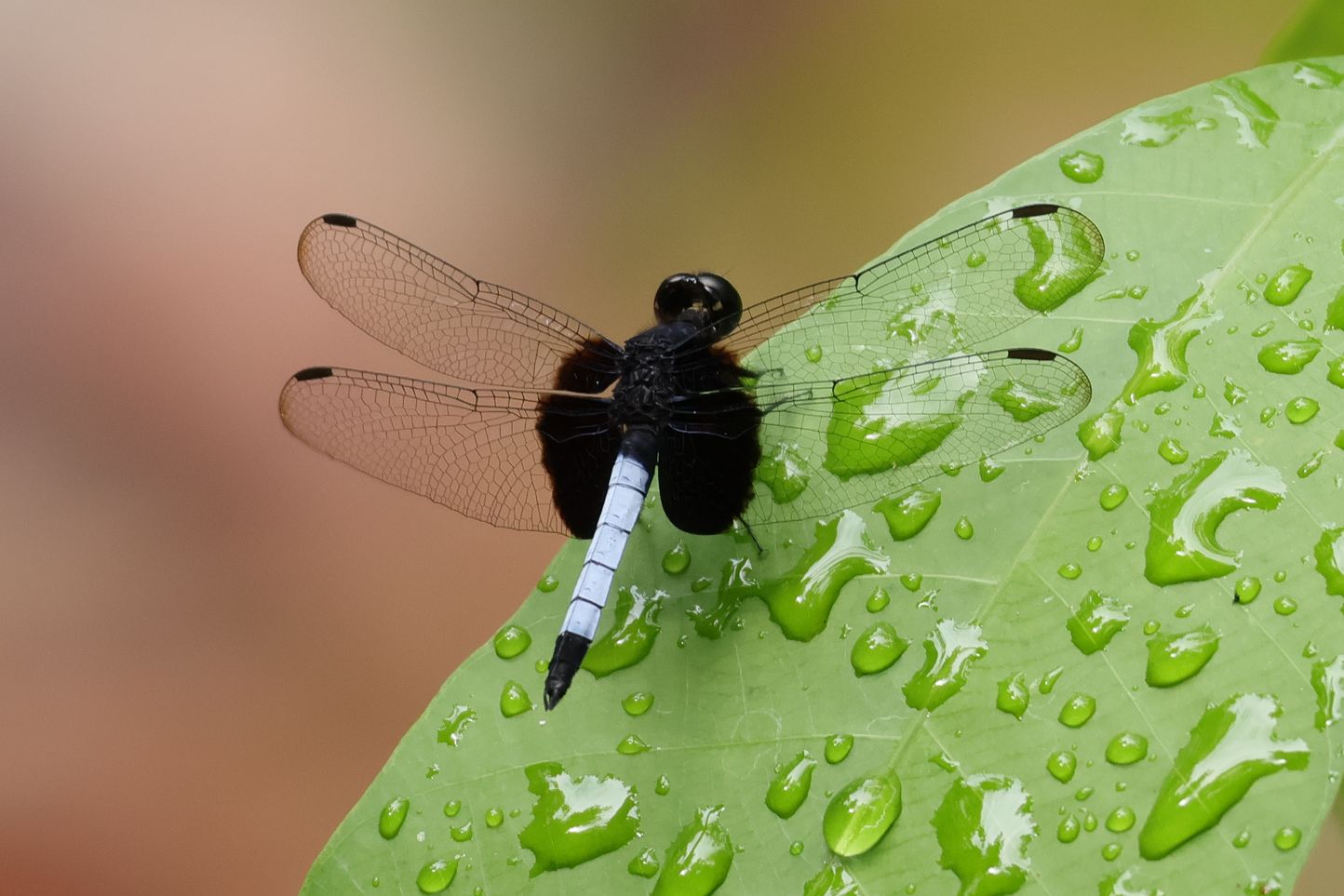 Sok színes szitakötő is van, fotózni nehéz őket.