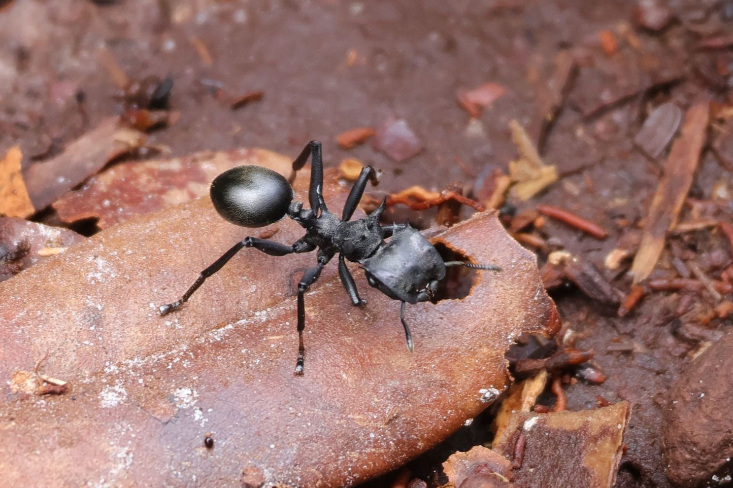 Masszív hangya. Ezerféle hangya van. És ez egyáltalán nem költői túlzás.