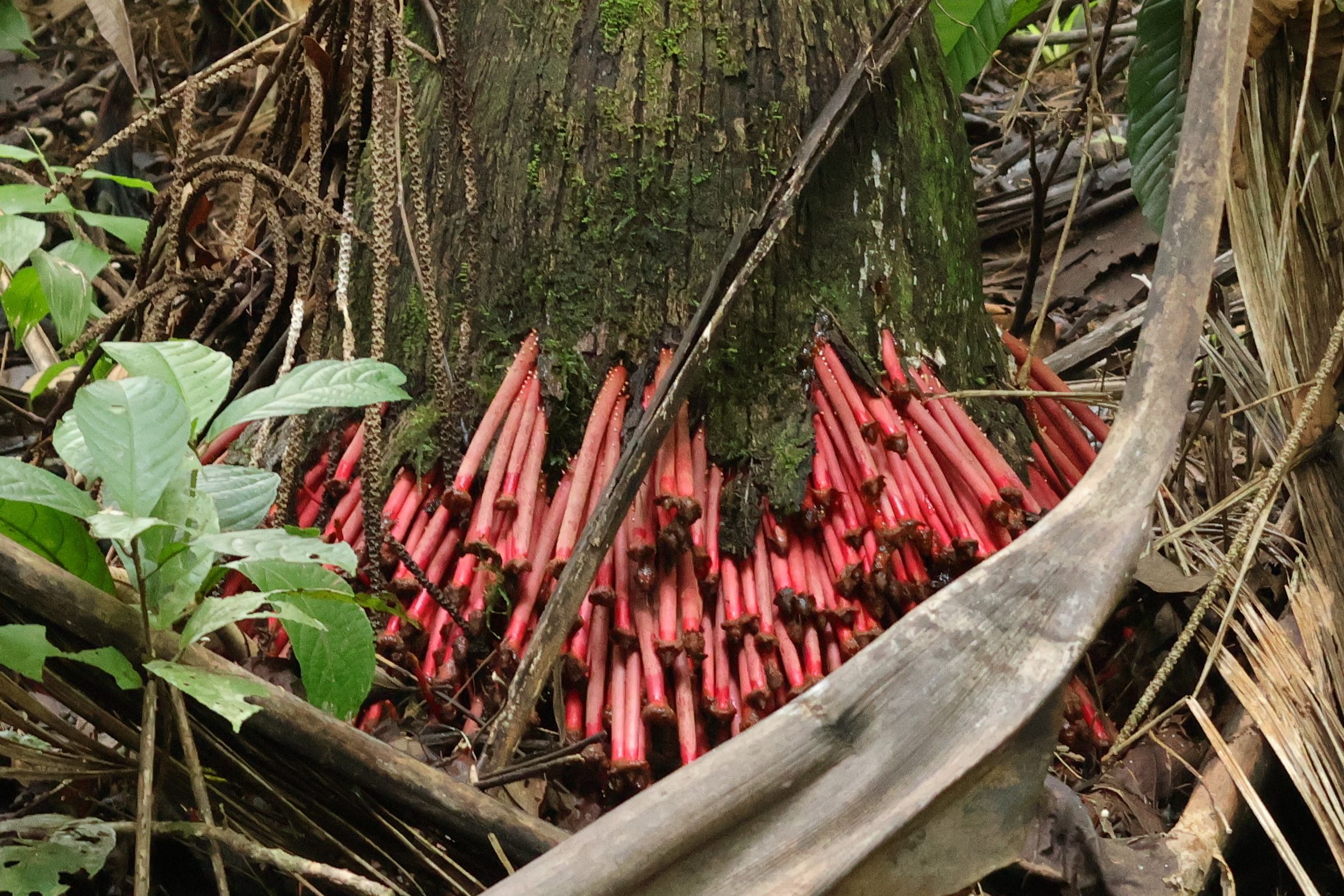 Valami virágok, amik a fa tövéből nőnek ki