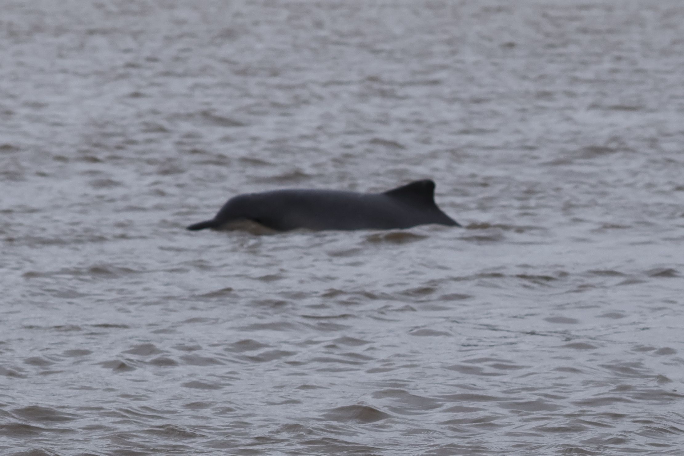 Másik édesvízi, de nem folyamidelfin faj, a tucuxi. Eredetileg a tengerekben élt, de aztán bejött az Amazonasba. Pár éve választották szét a sósvízi törzsalaktól, mostmár külön faj. Csak az Amazonas vízrendszerében él. Tehát itt két delfinfajt is lehet látni 