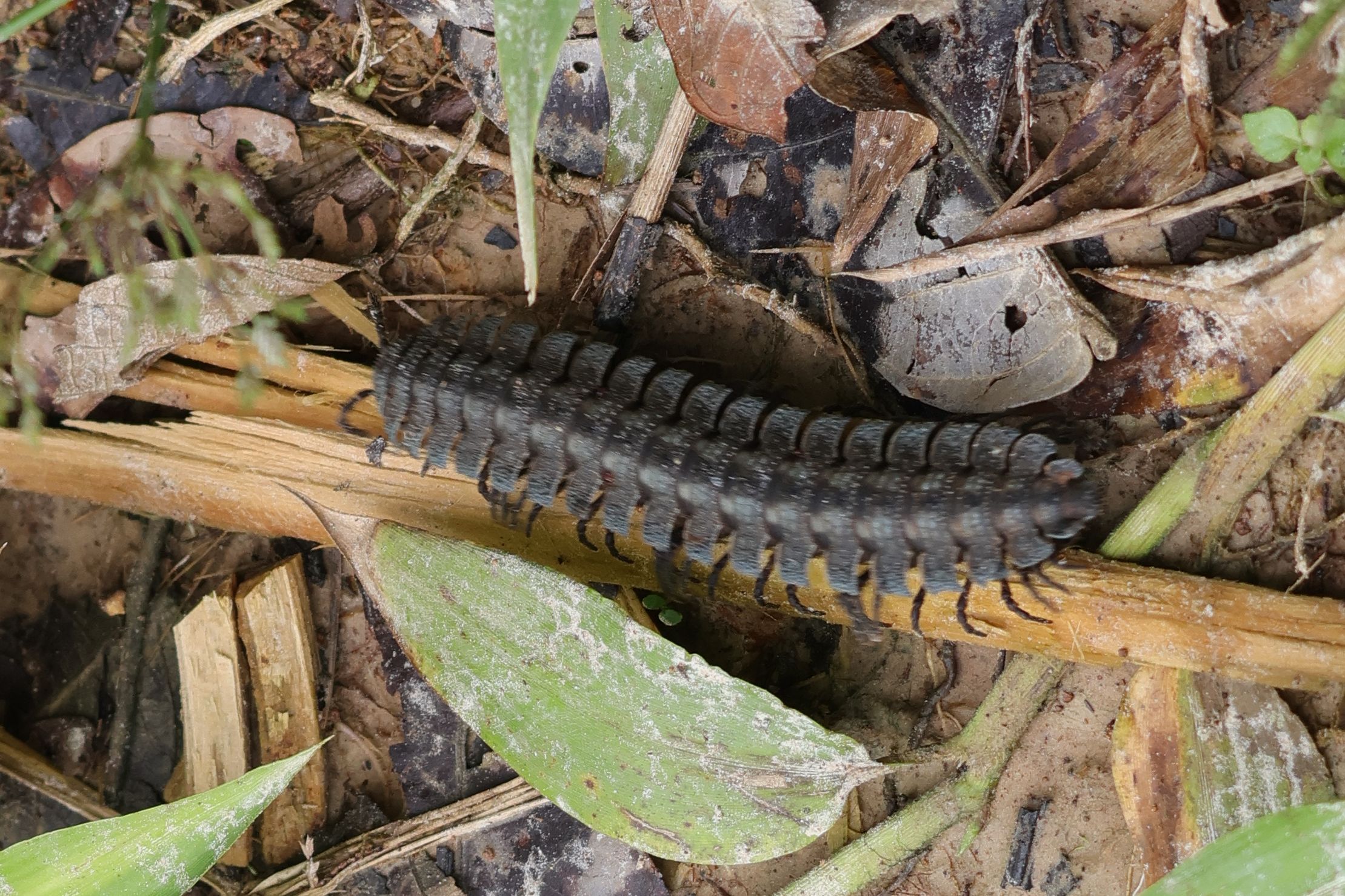Nem tudom mi. Érdekes, de nem szeretnék arra kelni, hogy az arcomon mászik.