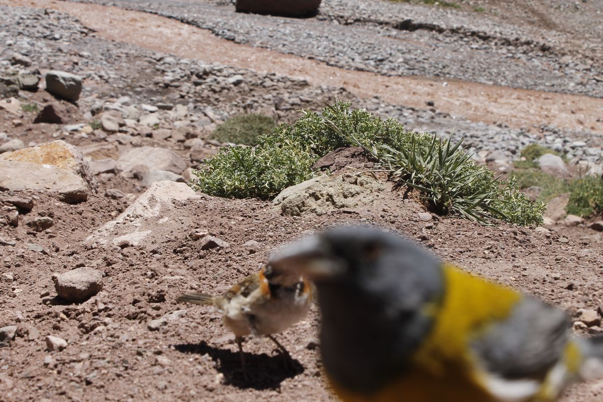 Itt egy Grey-hooded Sierra-Finch trollkodott bele a Rufous-collared Sparrow fotóba.