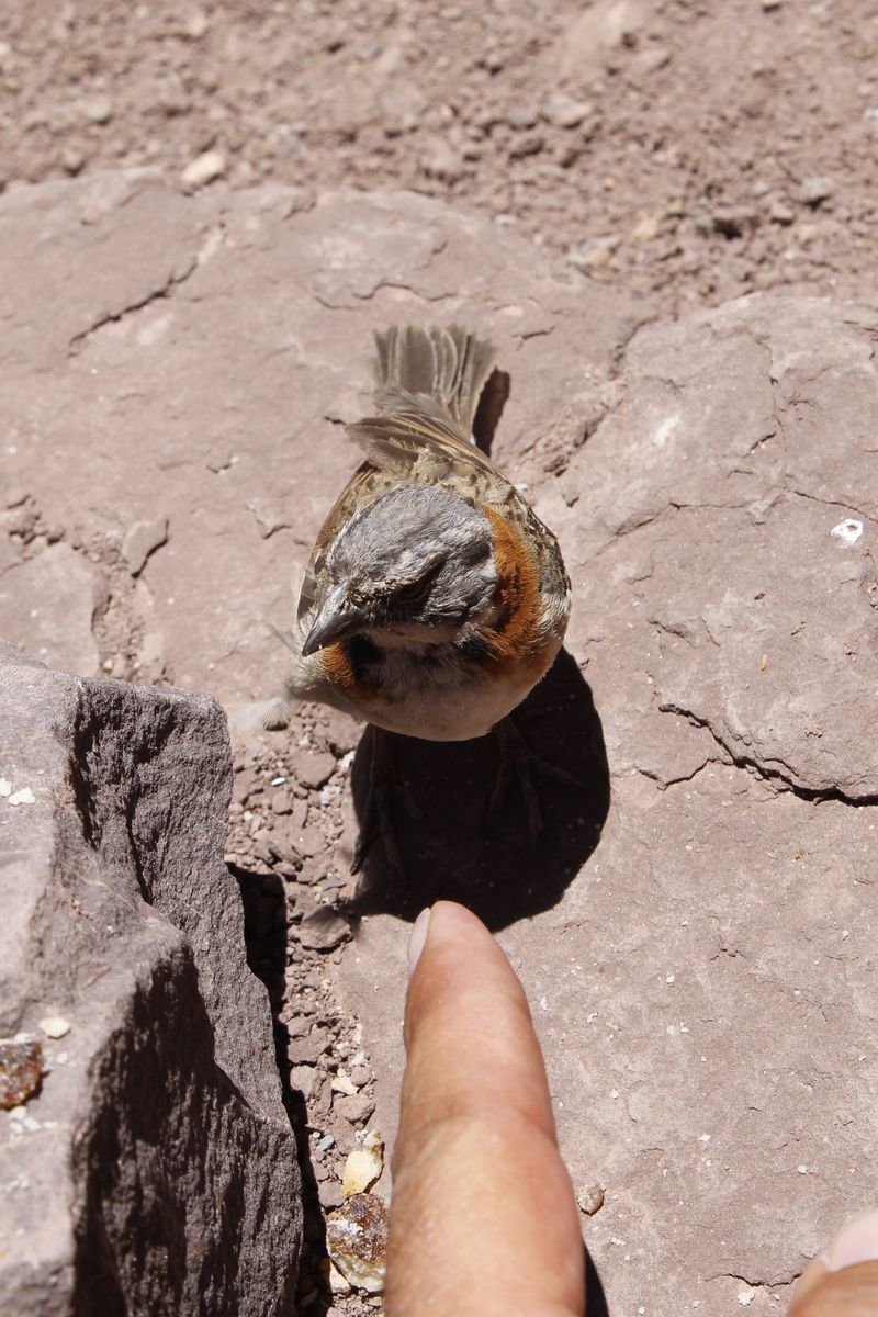 A Rufous-collared Sparrow rejtőszíne elég jó, úgyhogy ezen a fotón megmutatom, hogy hol van pontosan.