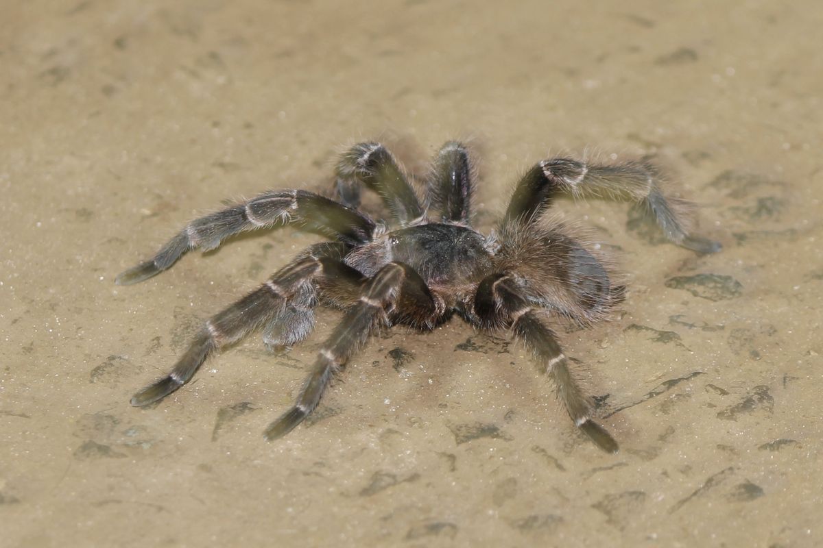 esti látogató a tarantula, avagy egy erős érv hogy ne hagyd nyitva a sátrát