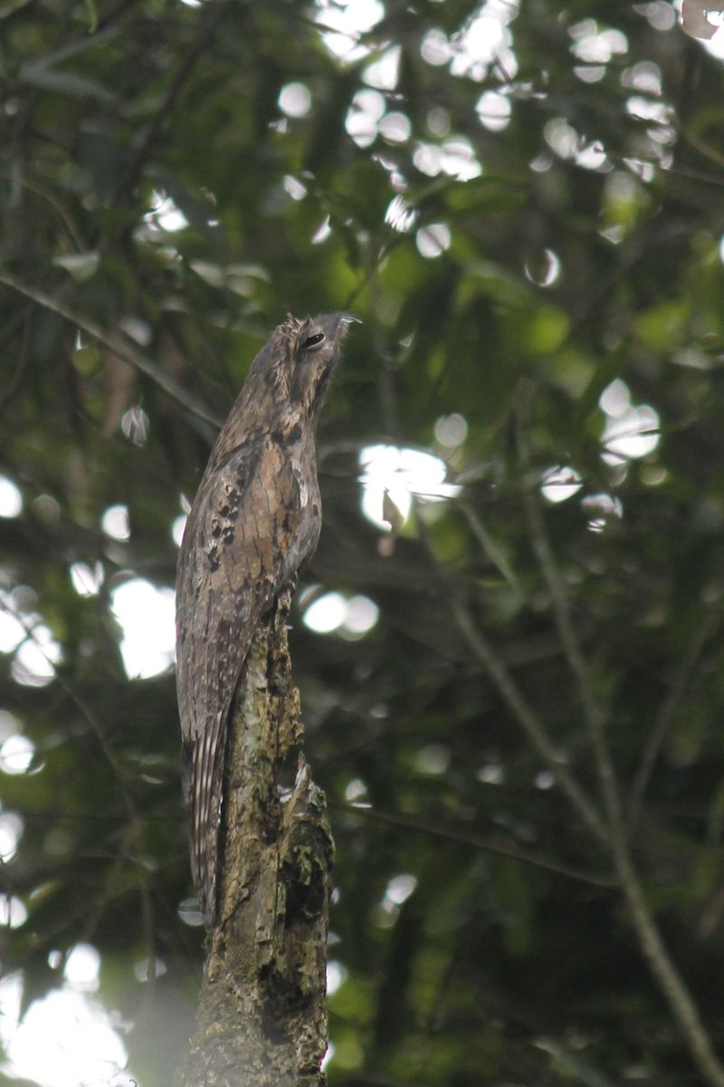 A lepkék után néhány madaras fotó. Baromi nehéz madarakat fotózni az esőerdőben, nem is lett sok használható fotó. A képen: Common Potoo