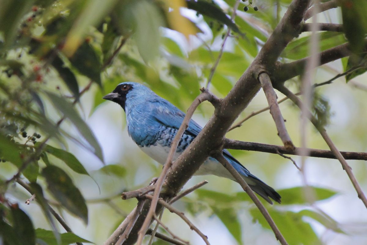 Swallow Tanager